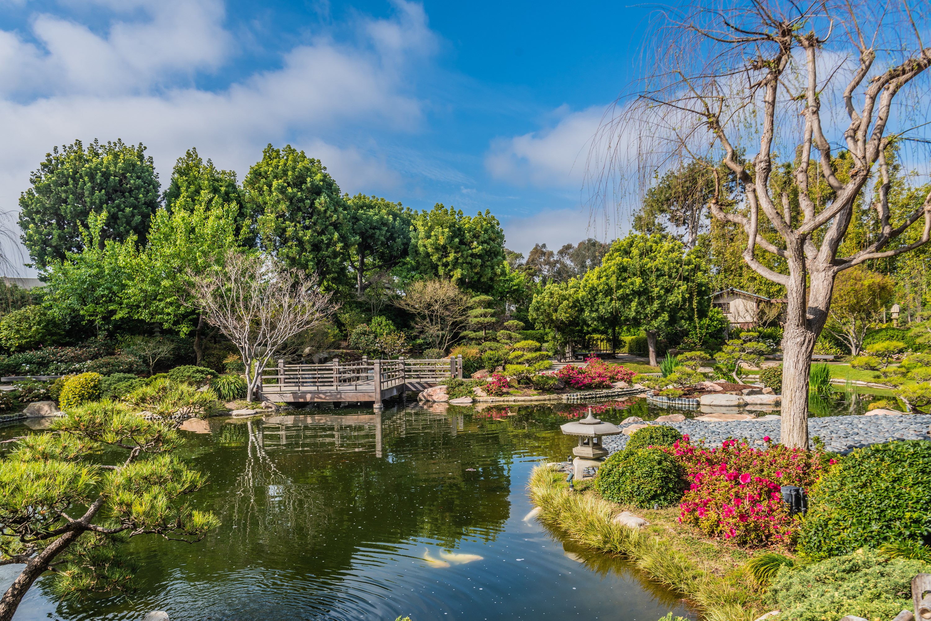 Earl Burns Miller Japanese Garden Pond with Bridge and Koi HD Wallpaper