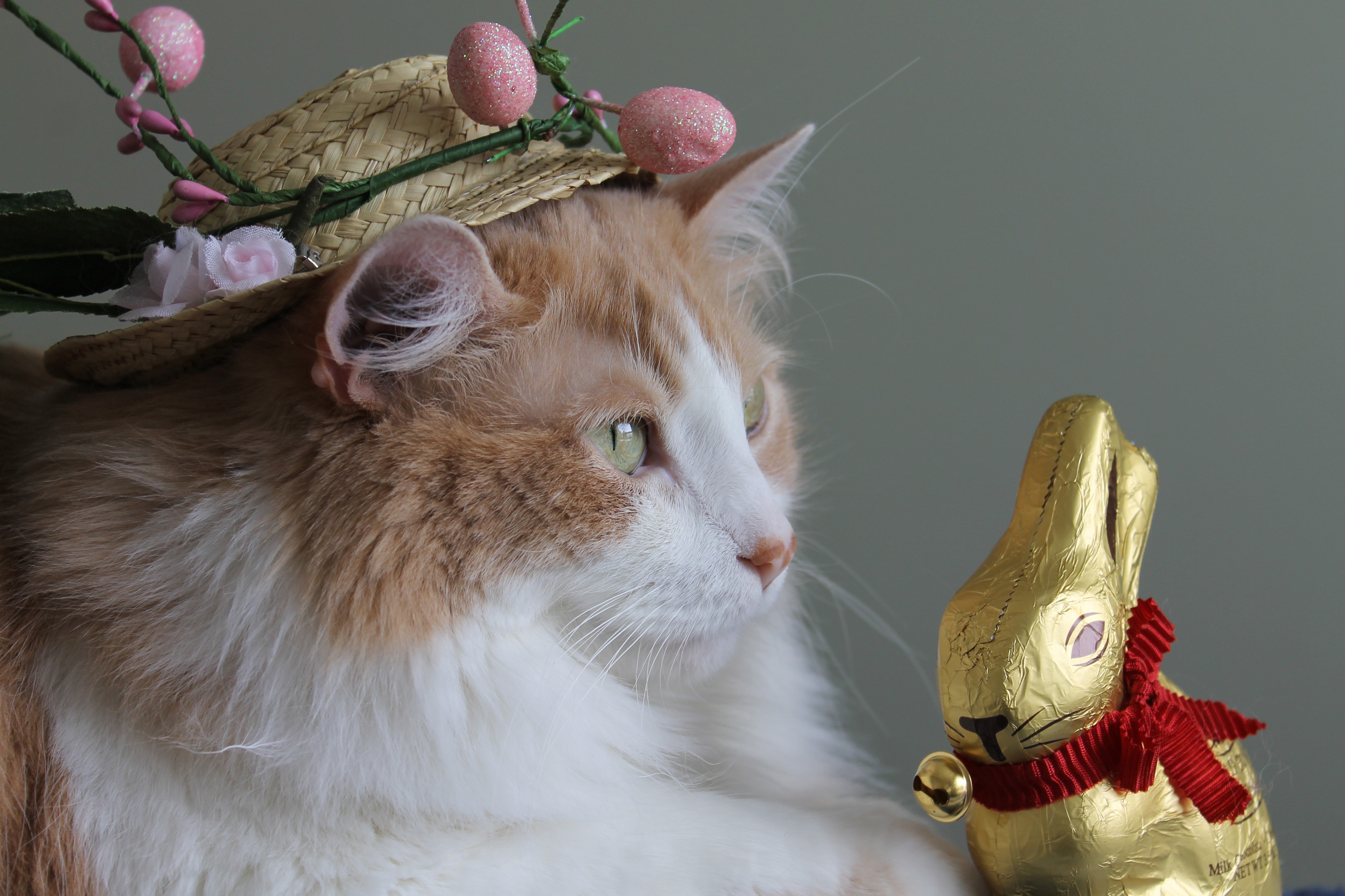 Orange and white cat wearing Easter hat with chocolate bunny HD Wallpaper