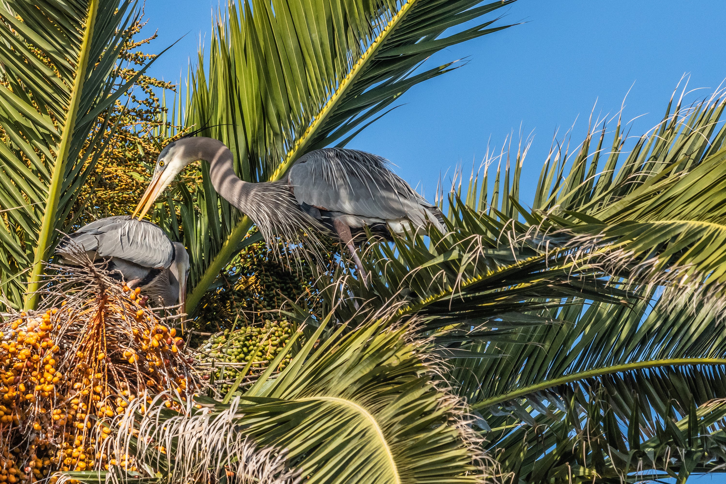 Great Blue Herons in a Palm Tree HD Wallpaper
