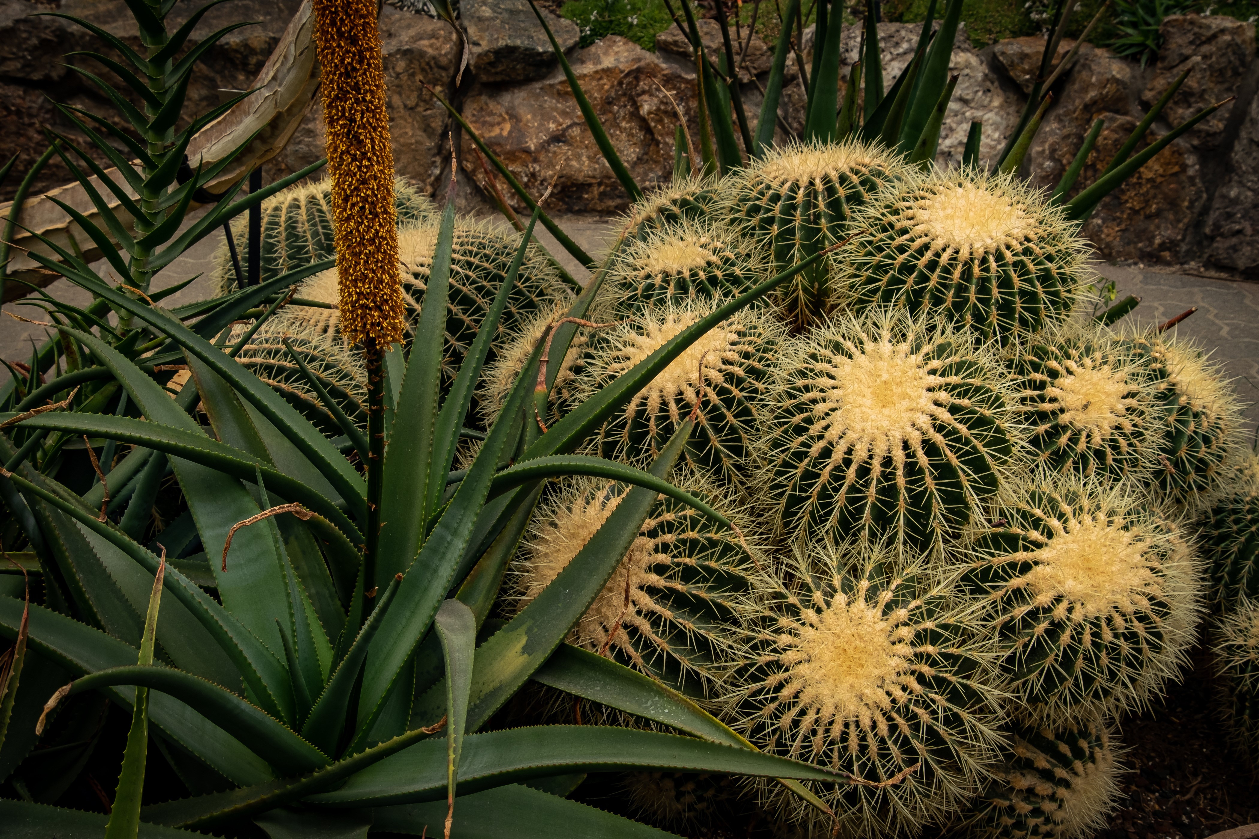 Barrel Cacti and Aloe Plants HD Wallpaper