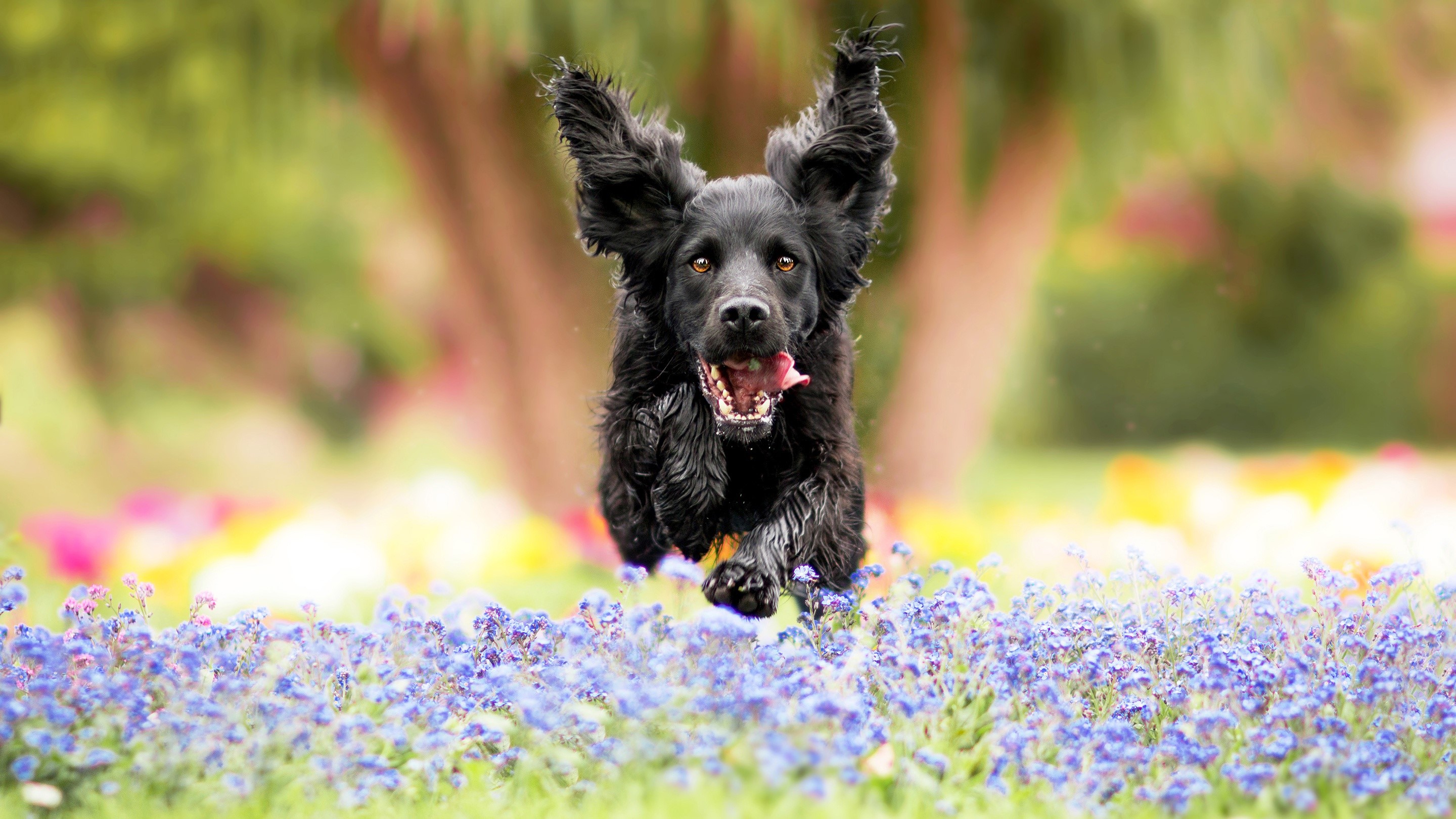 Black dog running through flowers HD Wallpaper