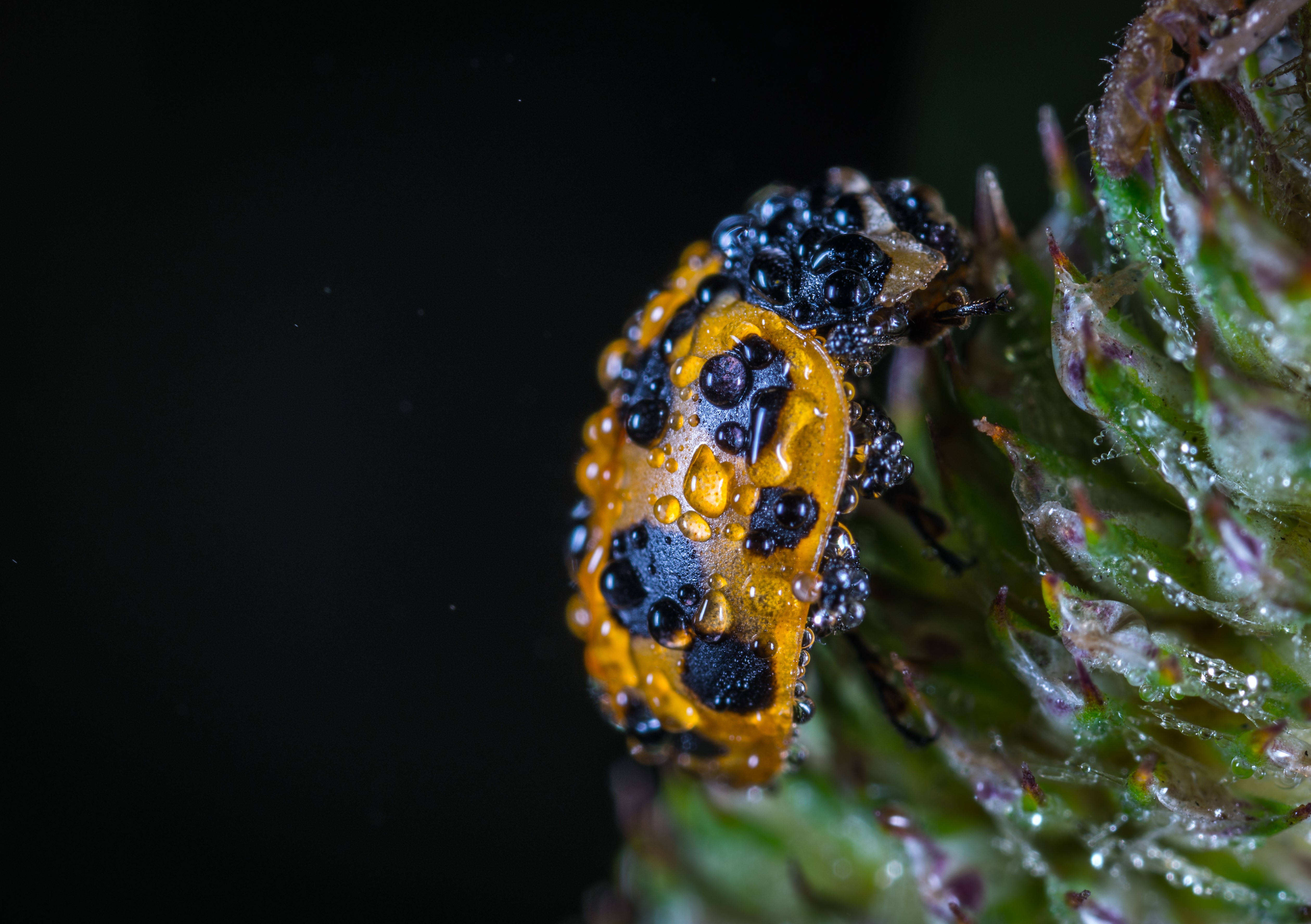 Macro shot of a ladybug covered in water drops HD Wallpaper