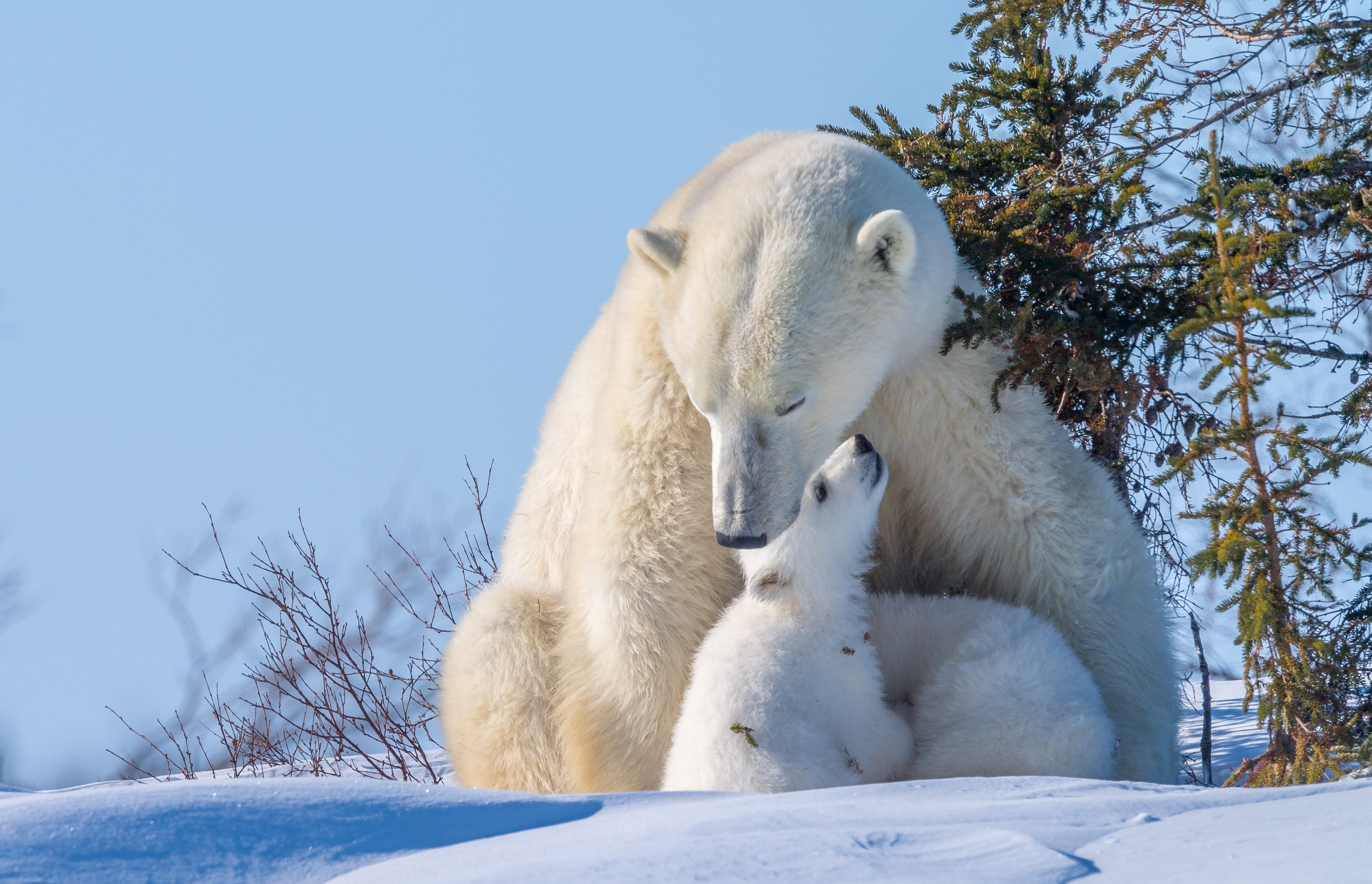Polar bear mother and cub in snow HD Wallpaper