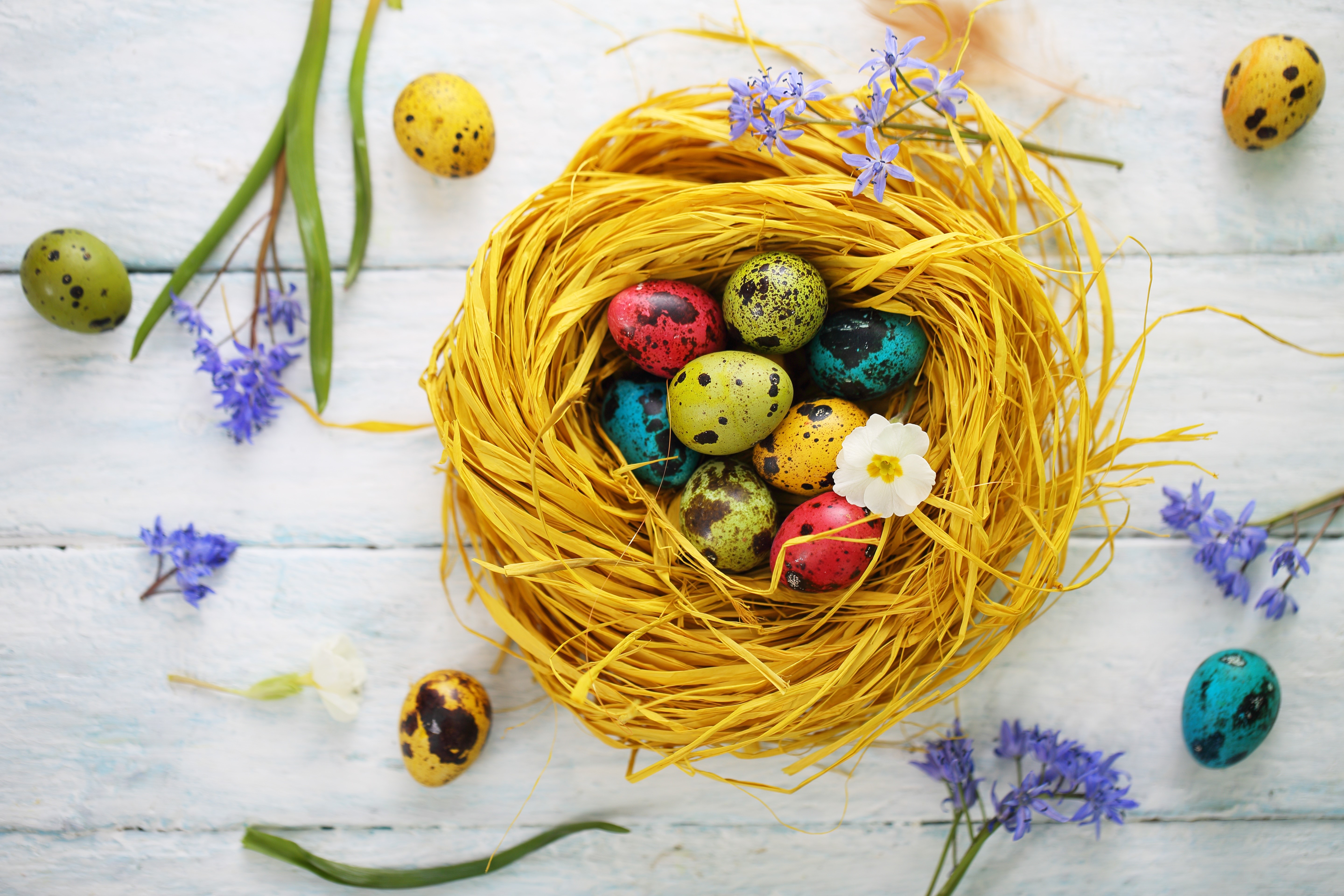 Easter Nest with Multicolor Eggs and Flowers HD Wallpaper