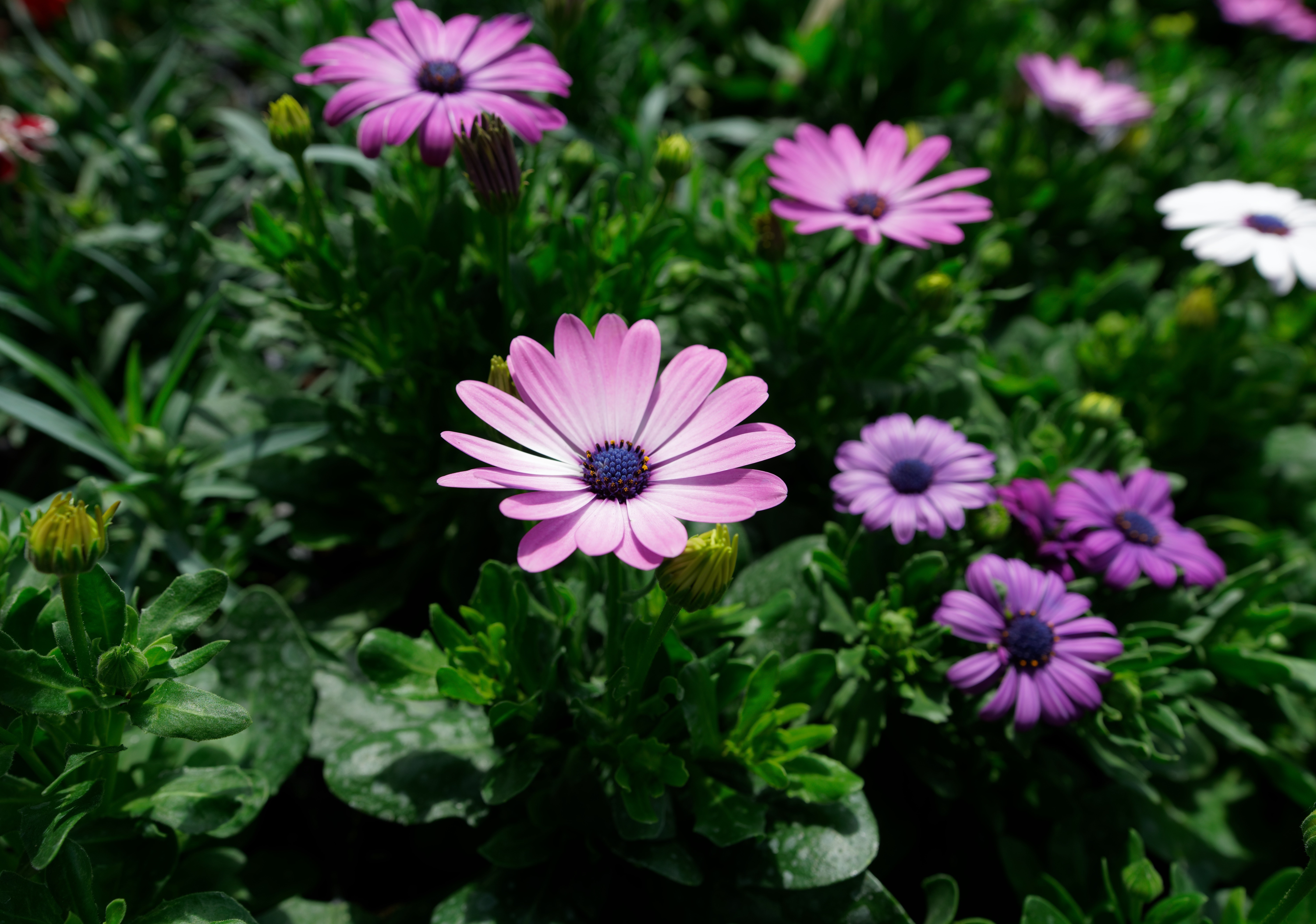 Osteospermum flowers in bloom HD Wallpaper