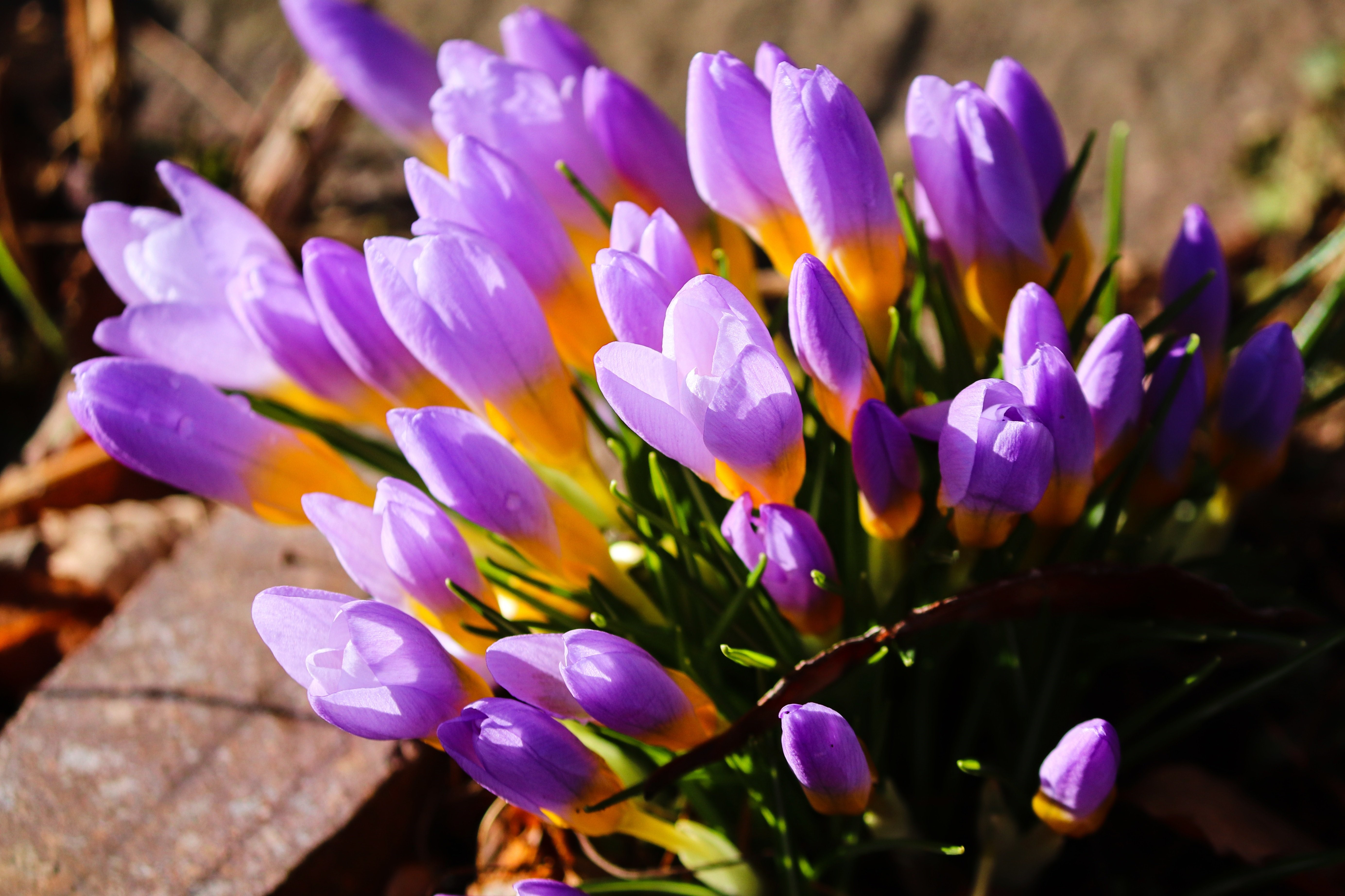 Violet Crocuses in Close-up HD Wallpaper