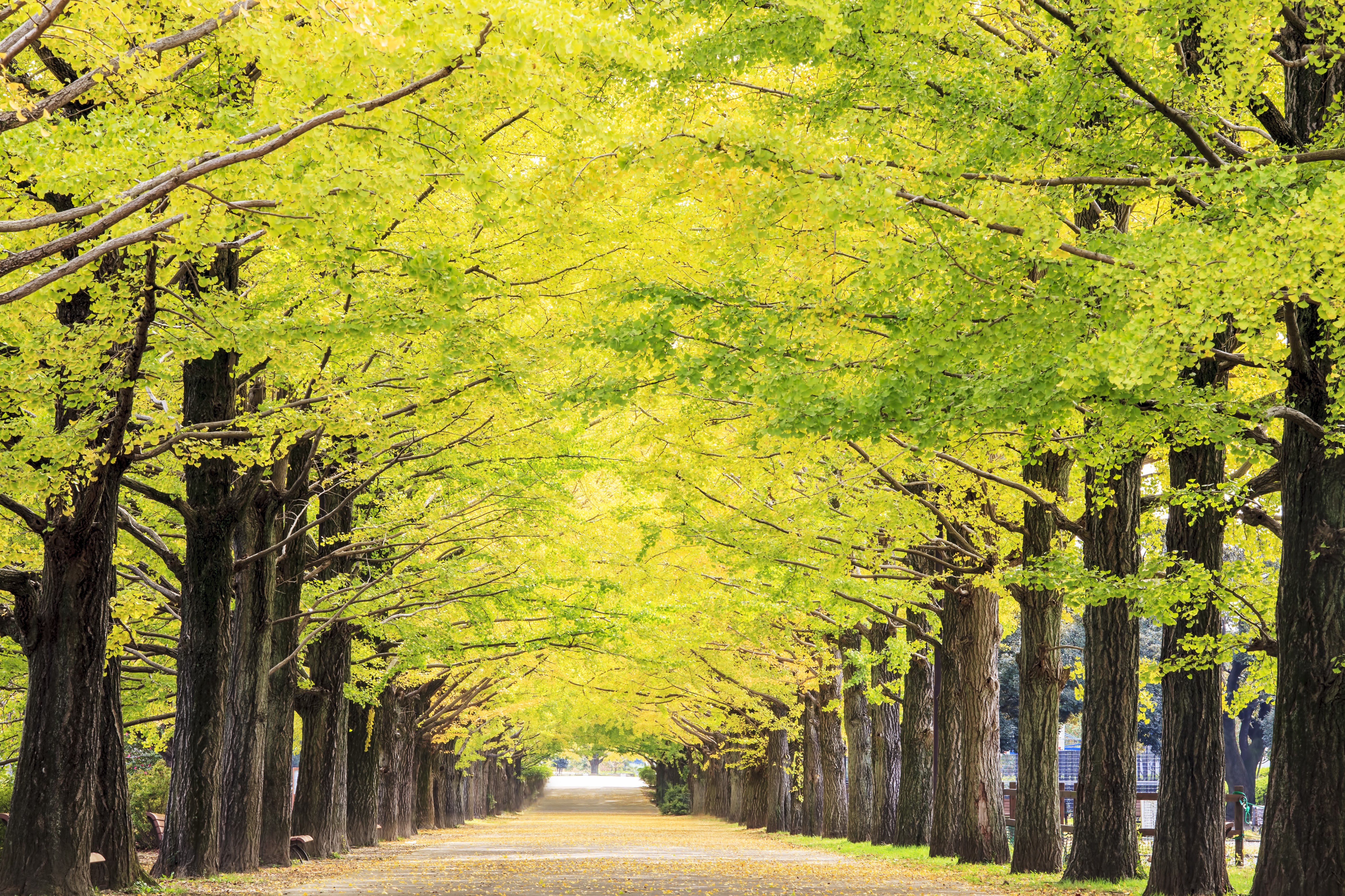 Autumn Avenue of Ginkgo Trees HD Wallpaper