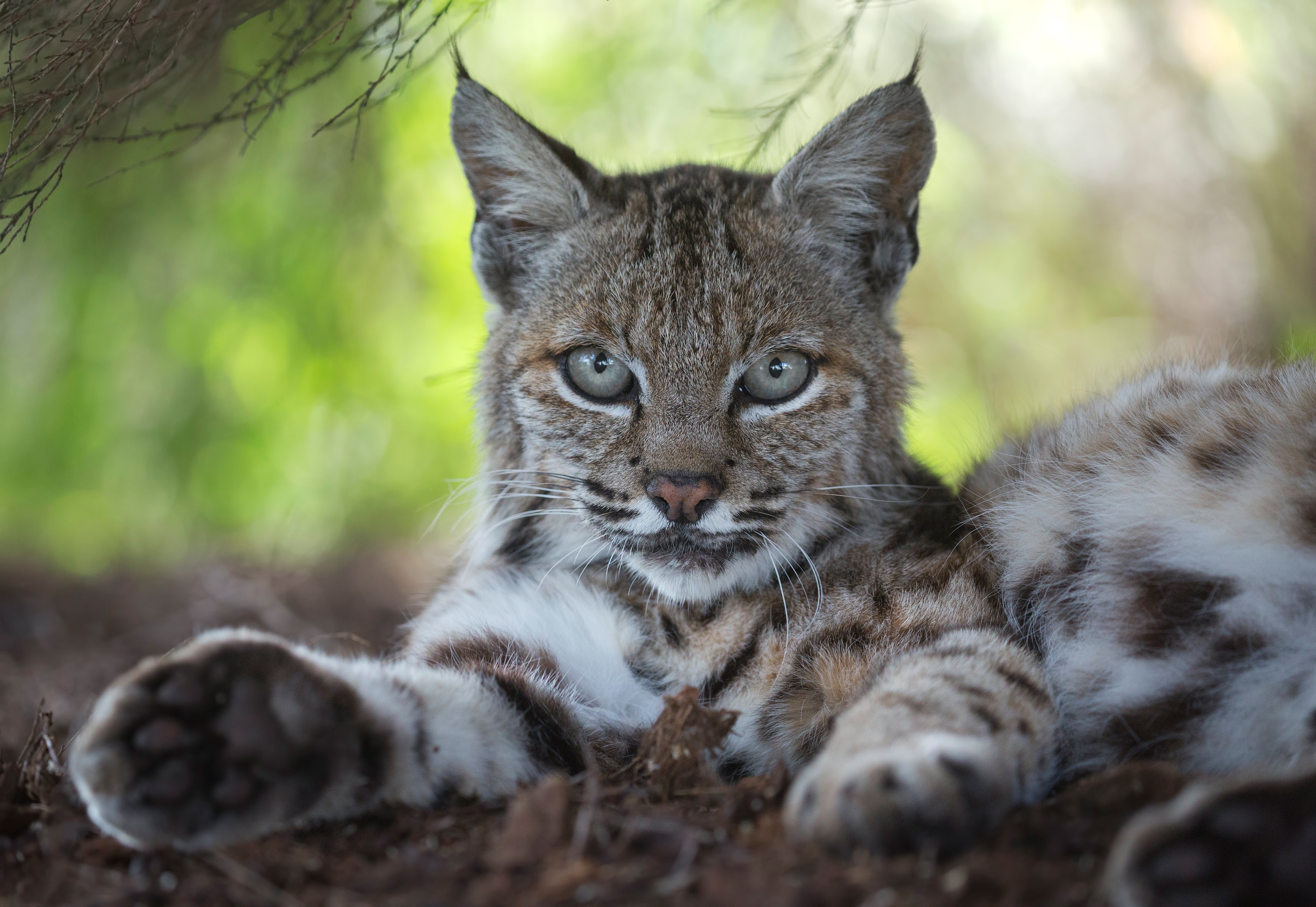 4K Close-Up of Lynx Glance and Paws HD Wallpaper
