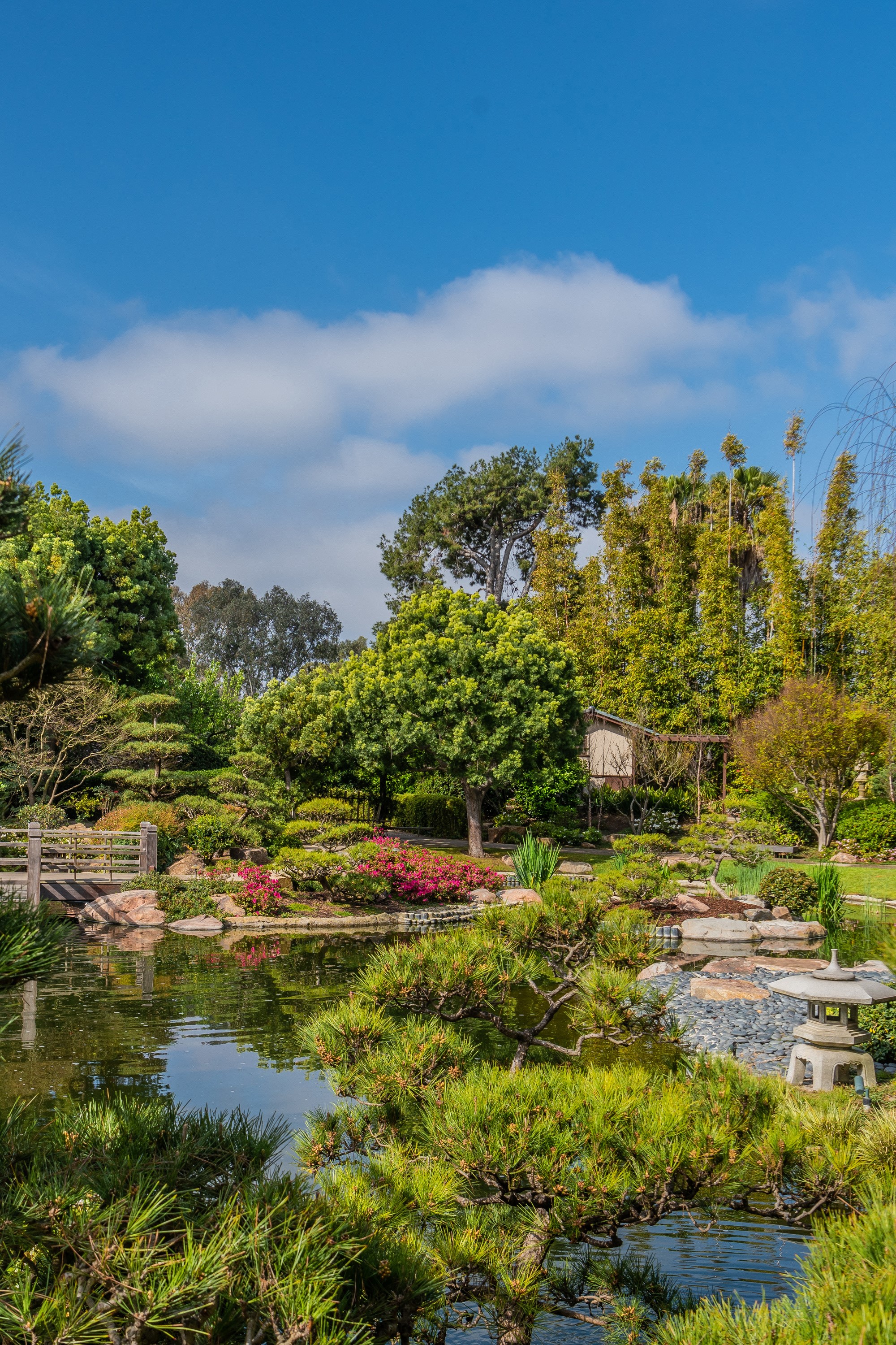 Earl Burns Miller Japanese Garden Pond with Trees and Shrubs HD Phone Wallpaper