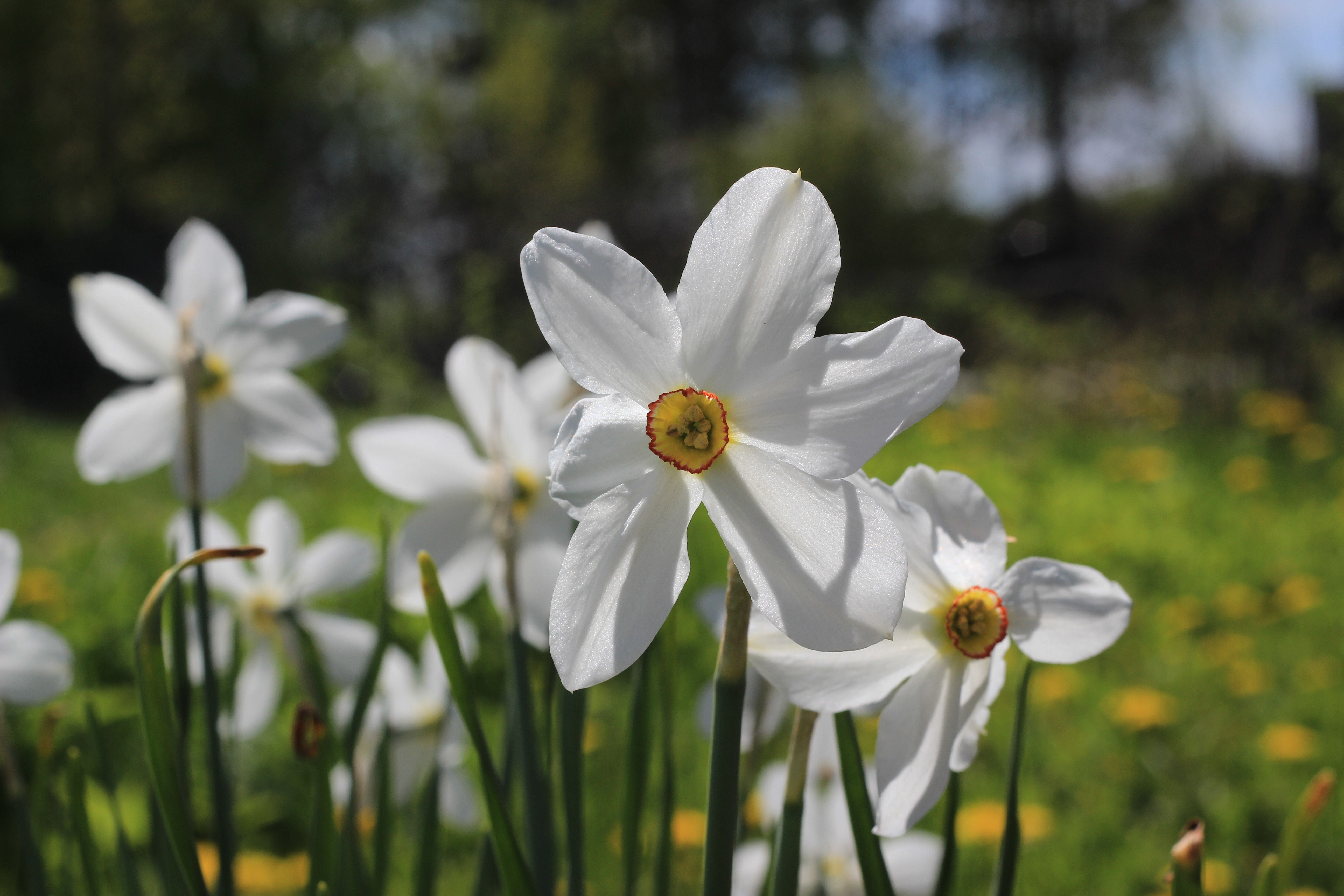 White Daffodils in a Sunny Garden HD Wallpaper