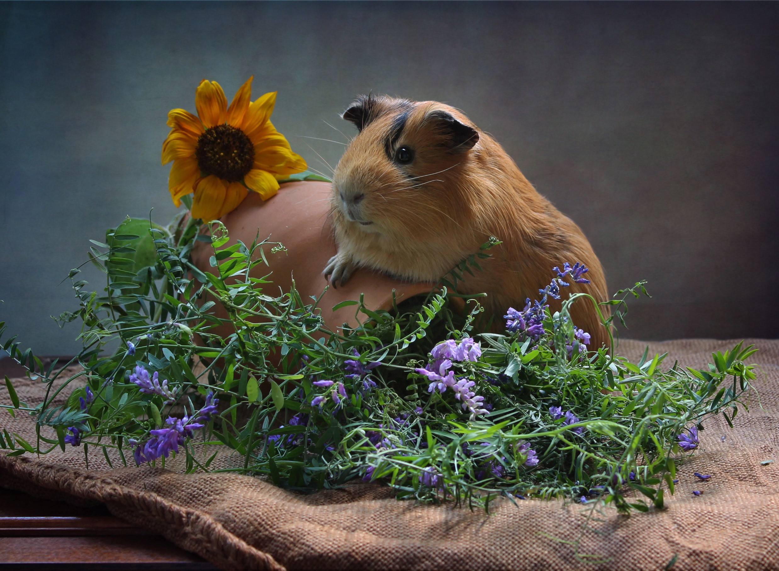 Guinea pig with sunflower and flowers HD Wallpaper