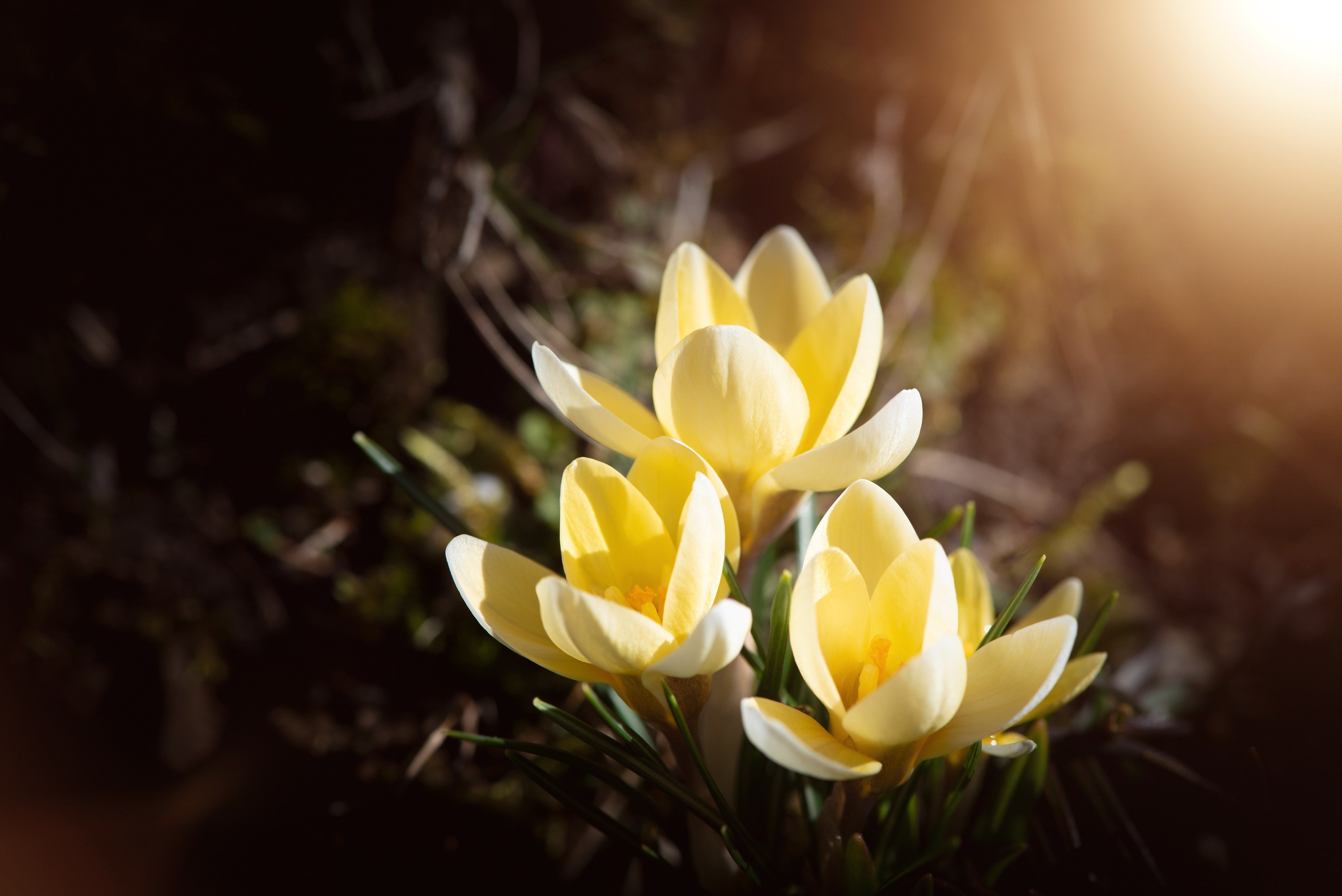 Yellow Crocuses in Sunlight HD Wallpaper