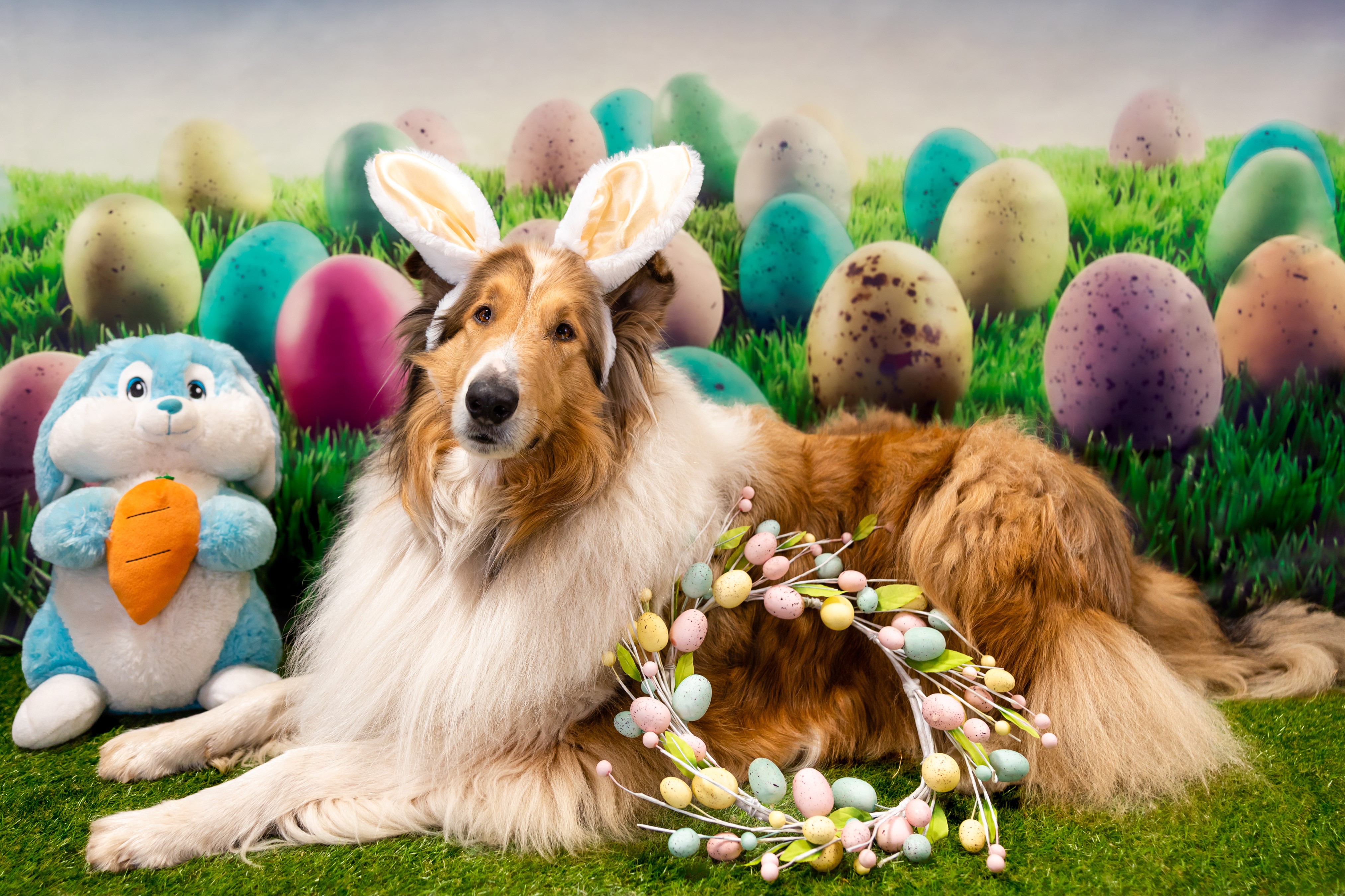 4K Easter Collie Dog with Bunny Ears and Eggs HD Wallpaper