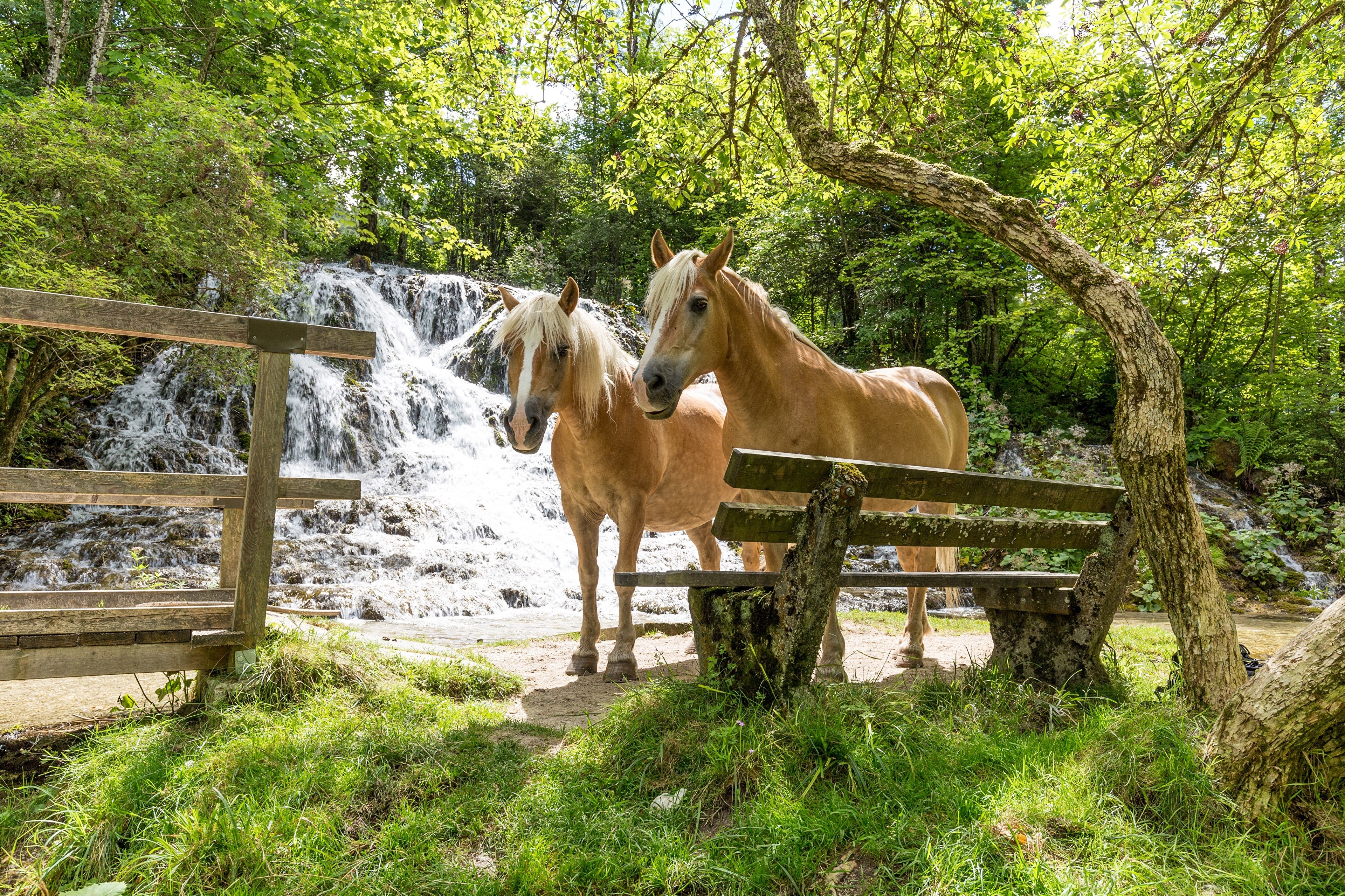 Two horses by a waterfall with a bench HD Wallpaper