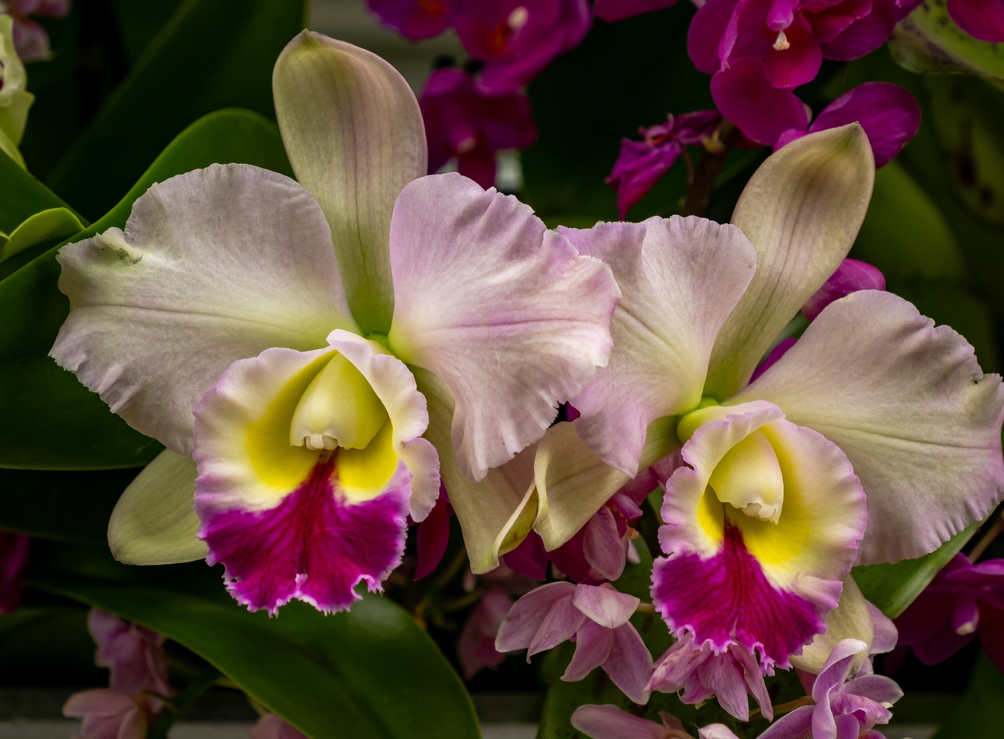 Close-up of Cattleya orchids with pink and yellow petals HD Wallpaper