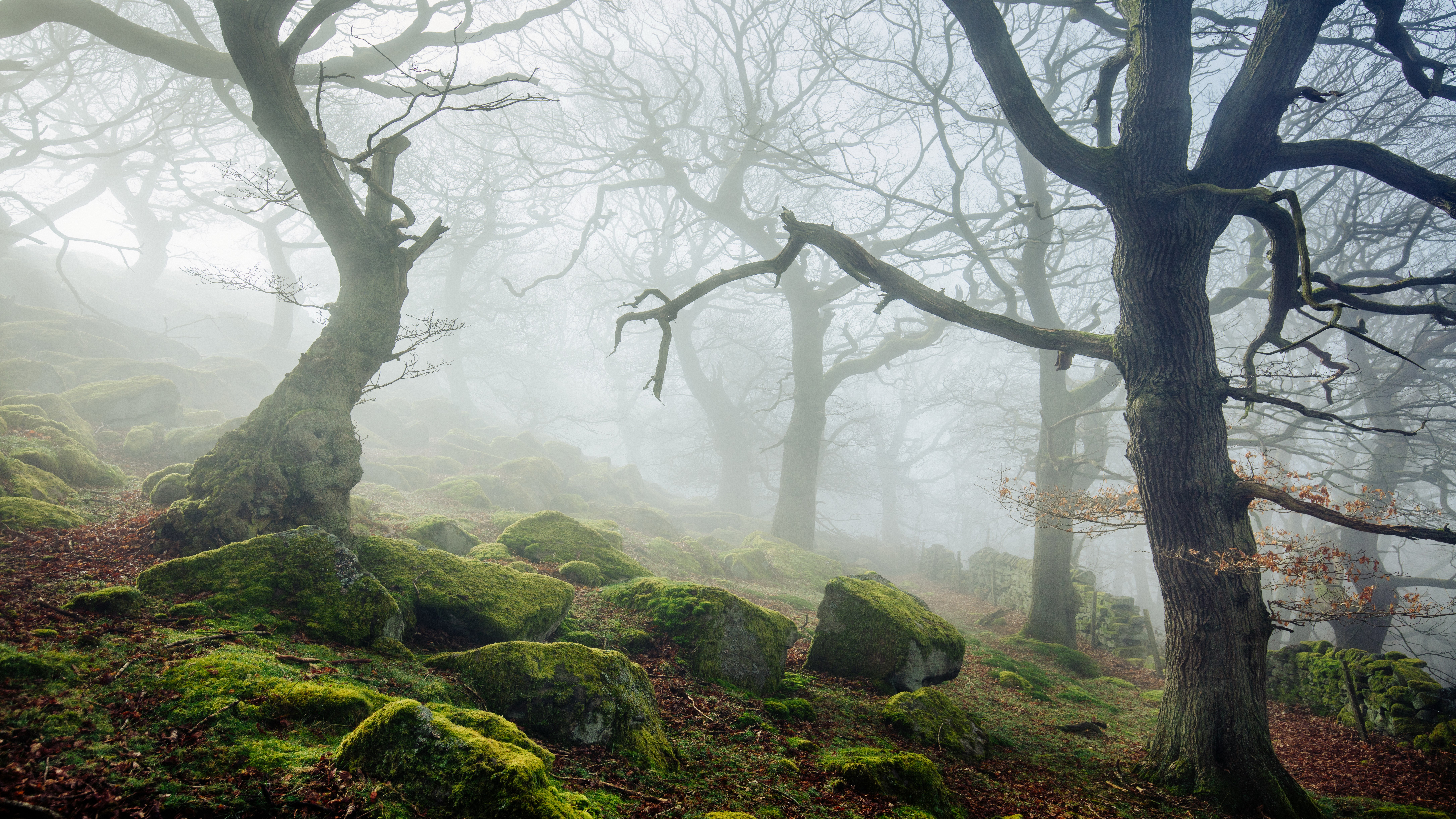 Misty forest with moss-covered rocks and gnarled trees HD Wallpaper