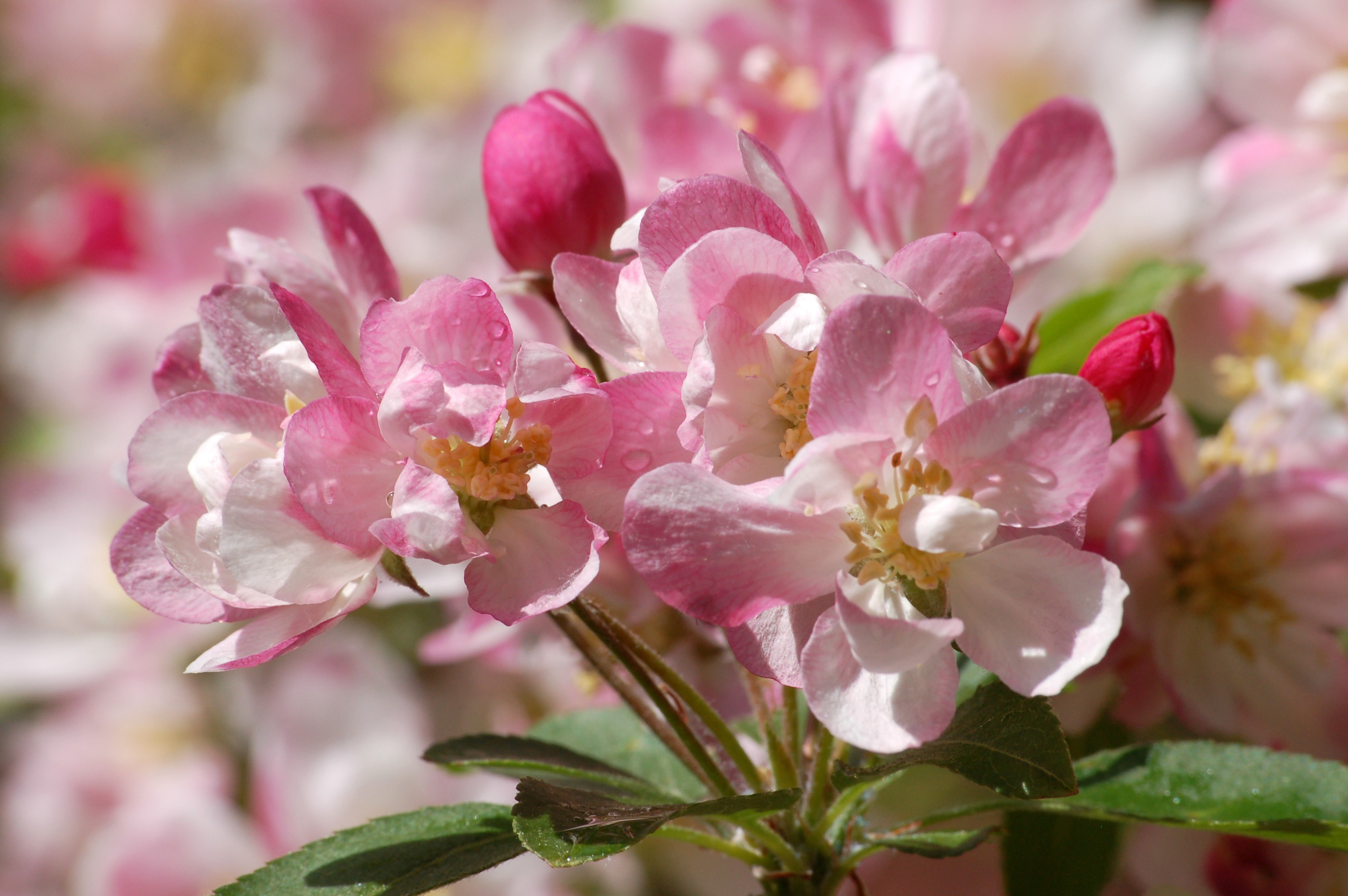 Pink and white apple blossoms with water drops HD Wallpaper
