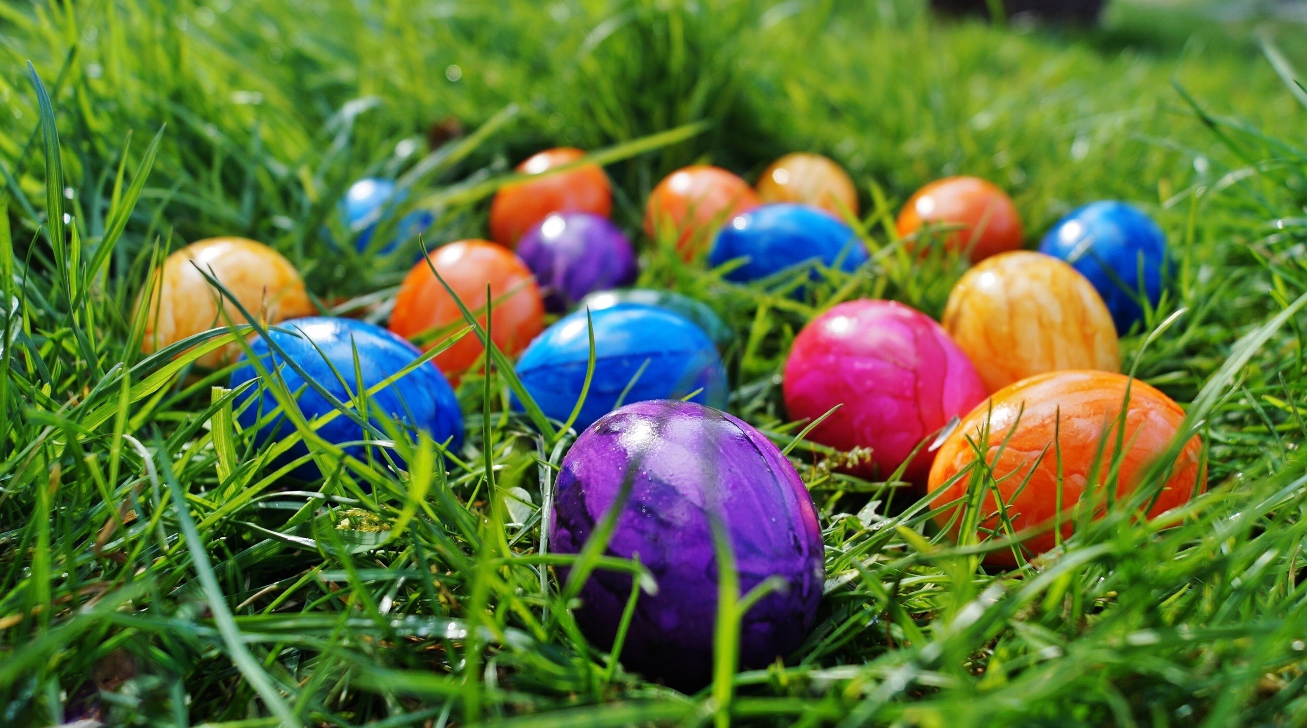 Colorful Easter Eggs in Green Grass HD Wallpaper