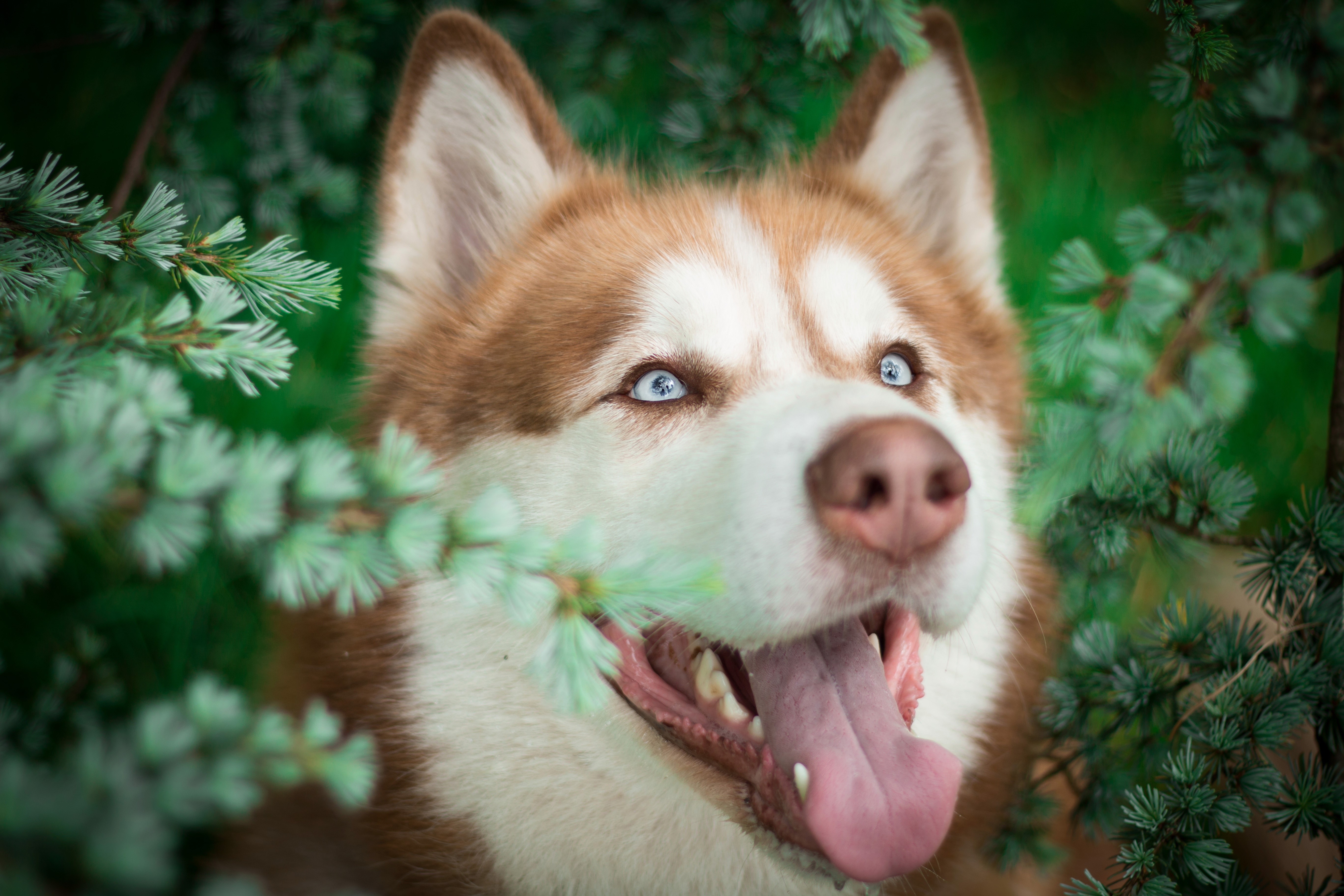 4K Close-up of a Husky with Bright Blue Eyes HD Wallpaper