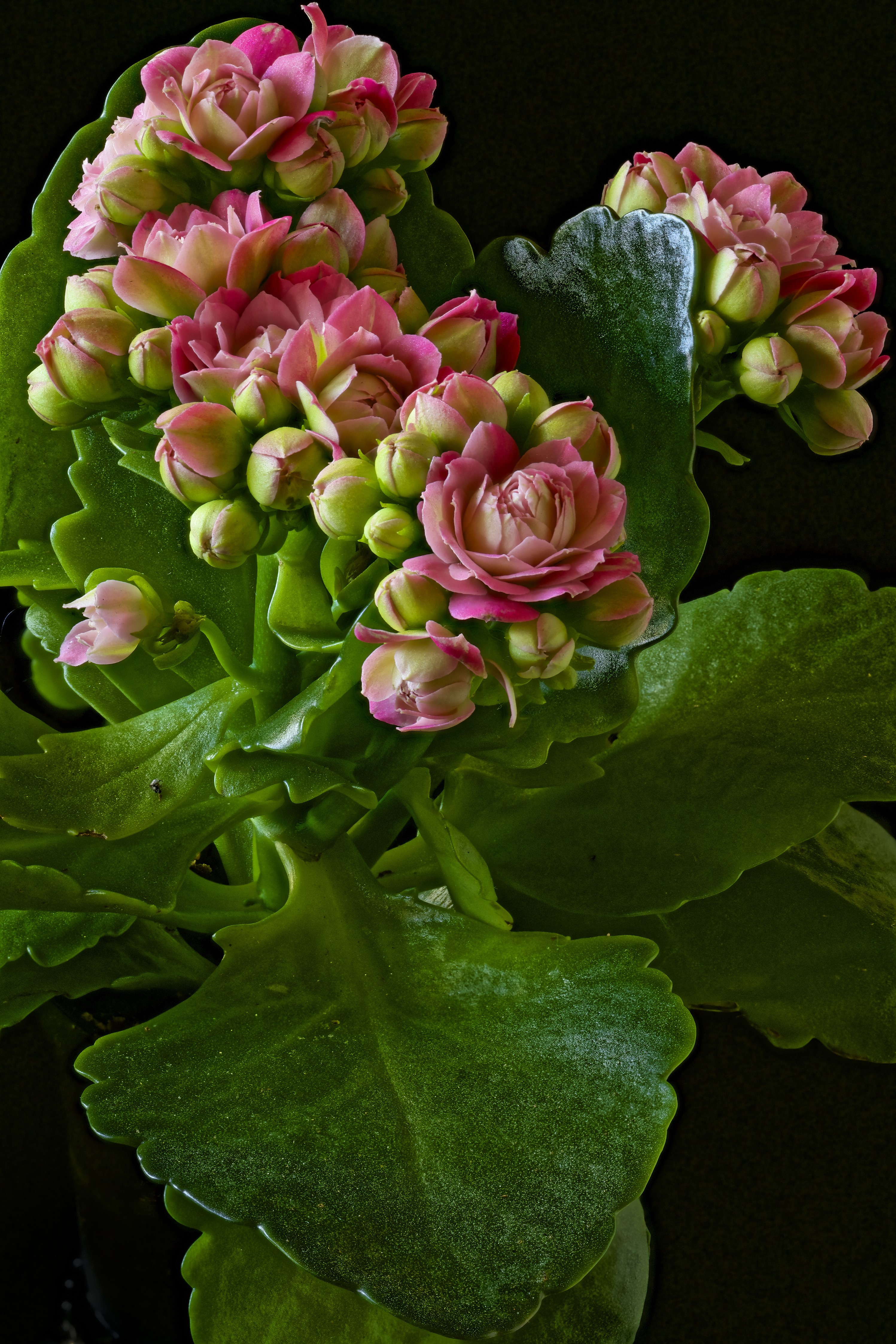 Pink Kalanchoe flowers and buds on a black background HD Phone Wallpaper