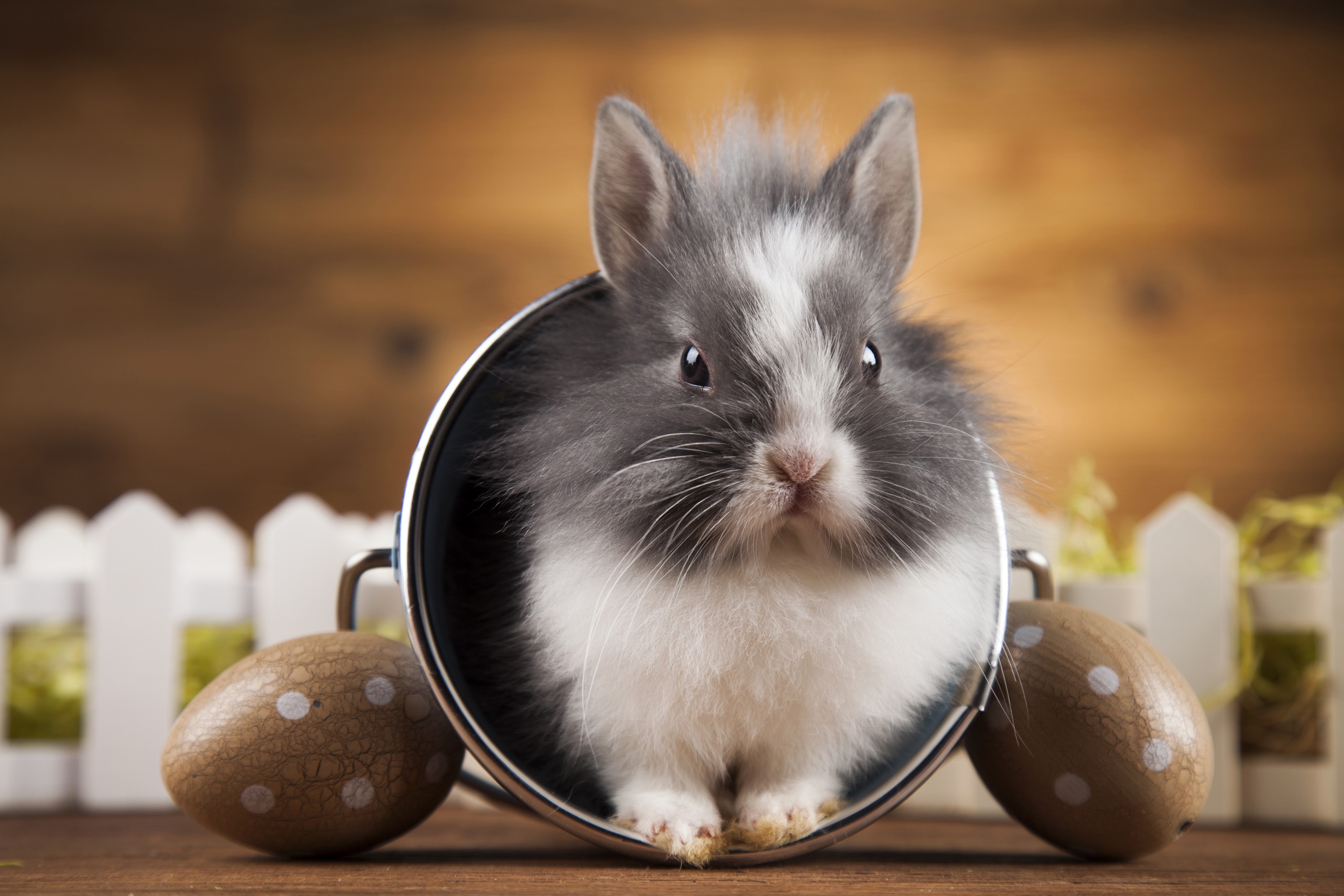 Cute bunny in a pot with Easter eggs HD Wallpaper
