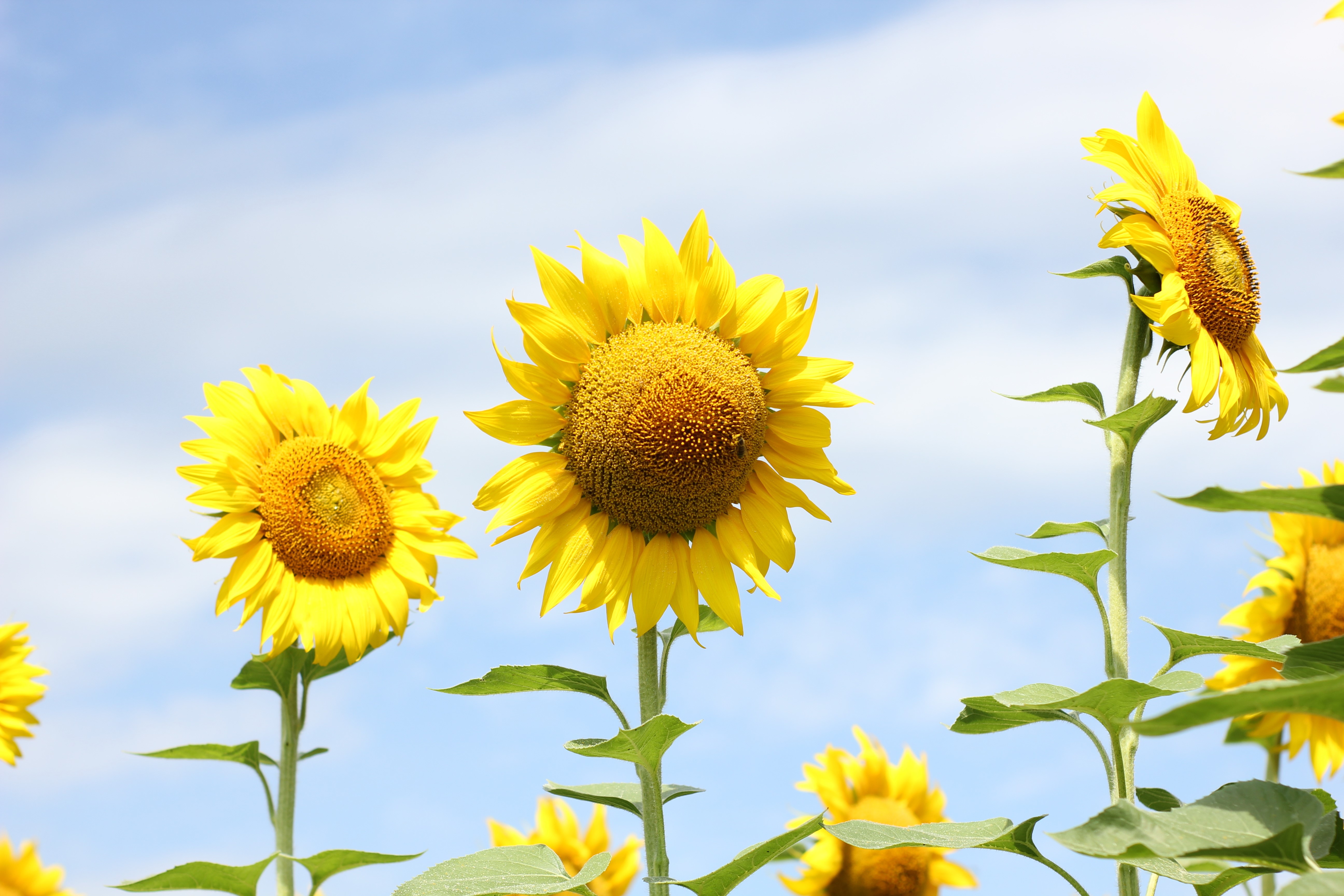 Sunflowers in a field under a blue sky HD Wallpaper