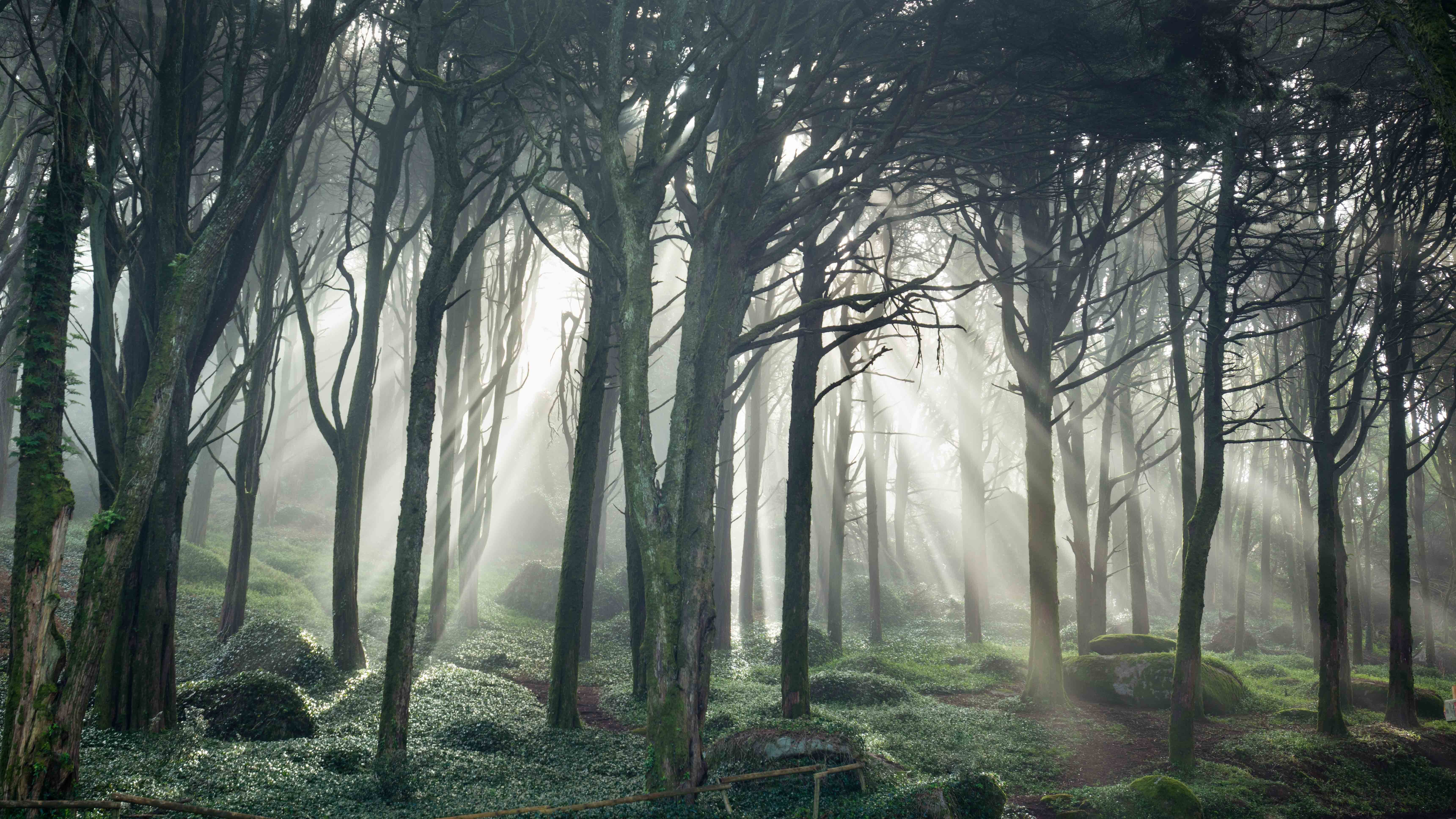 Sunlight beams through a misty forest with mossy trees HD Wallpaper