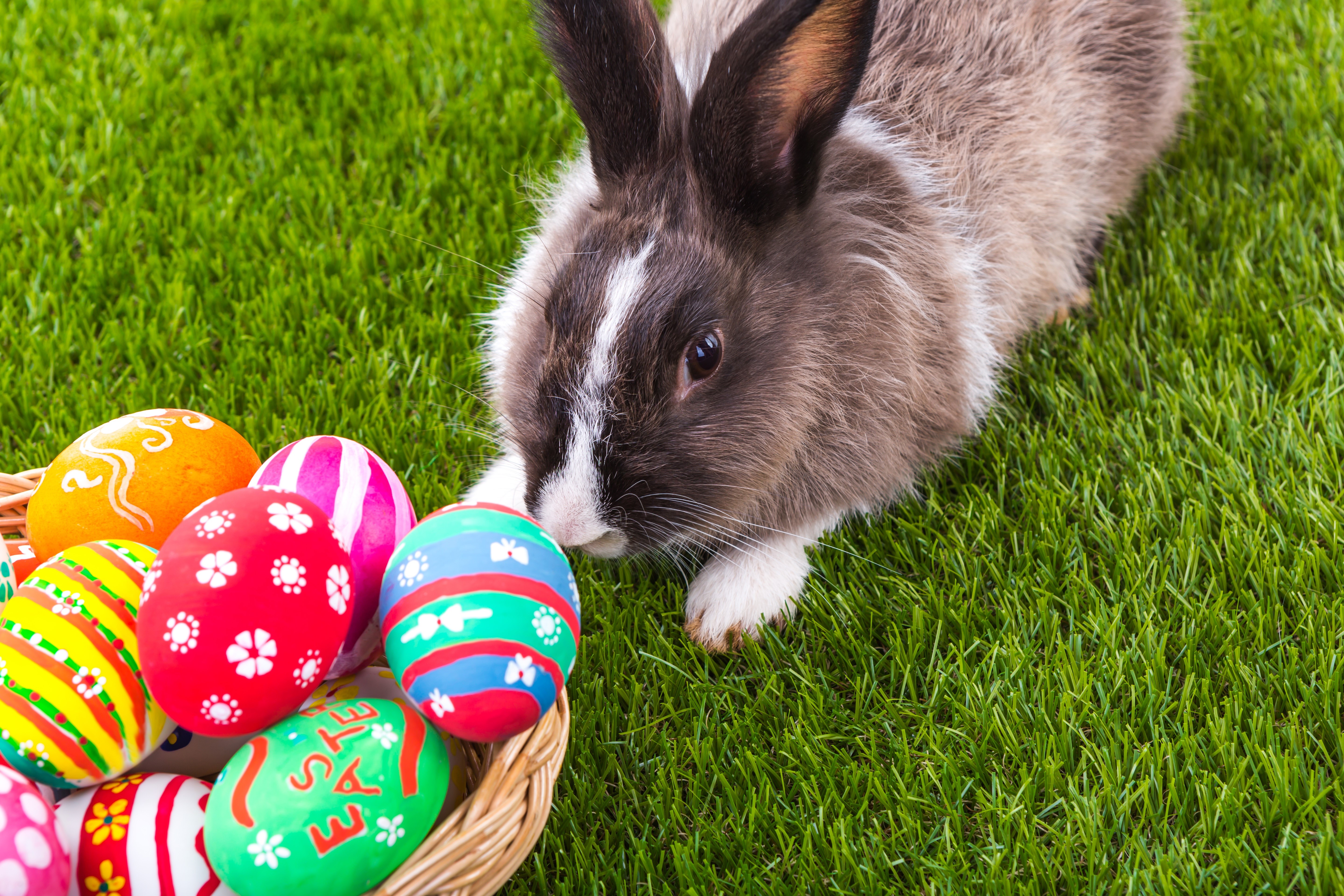 Easter bunny with decorated eggs on grass HD Wallpaper