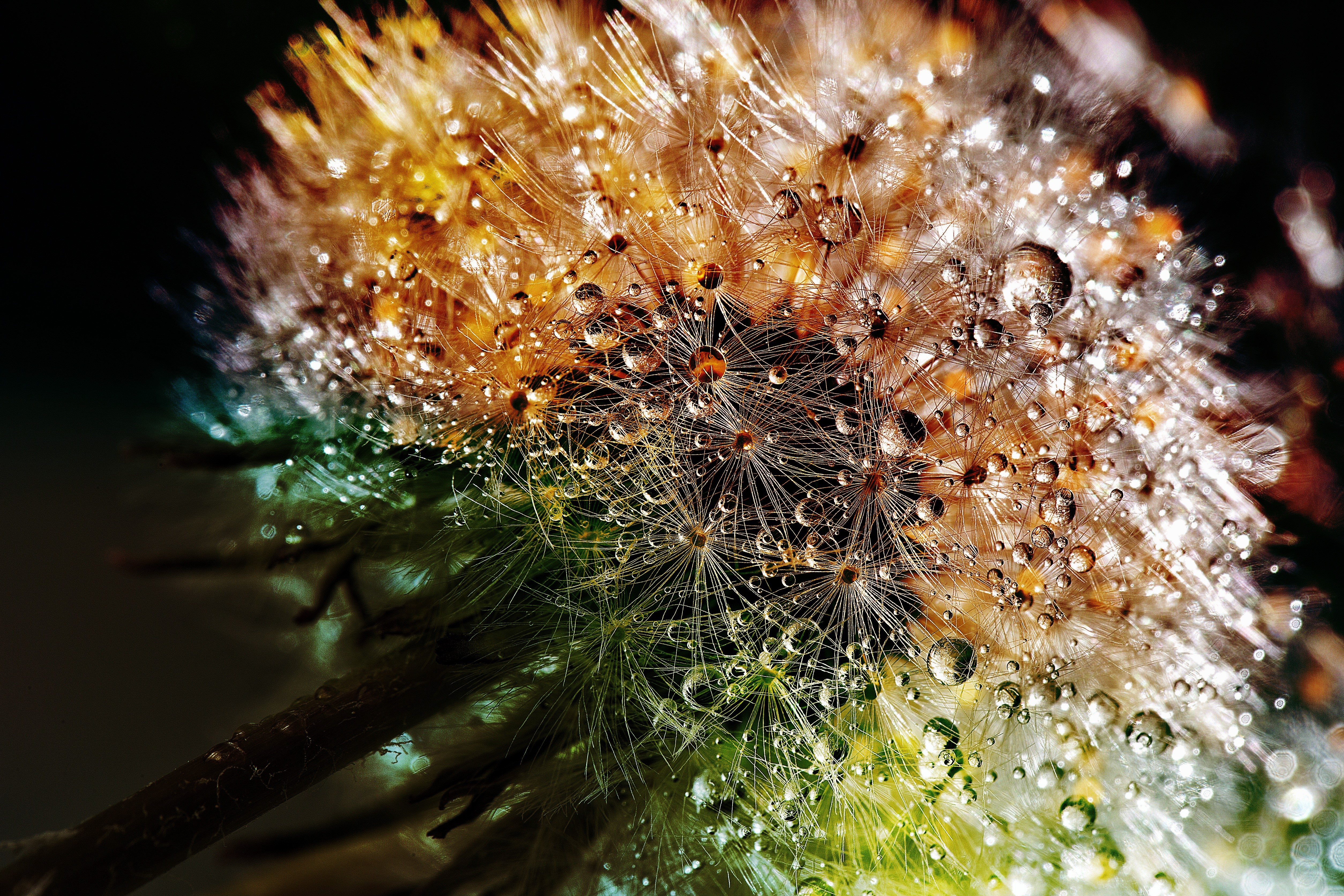 Dandelion seed head with water drops HD Wallpaper