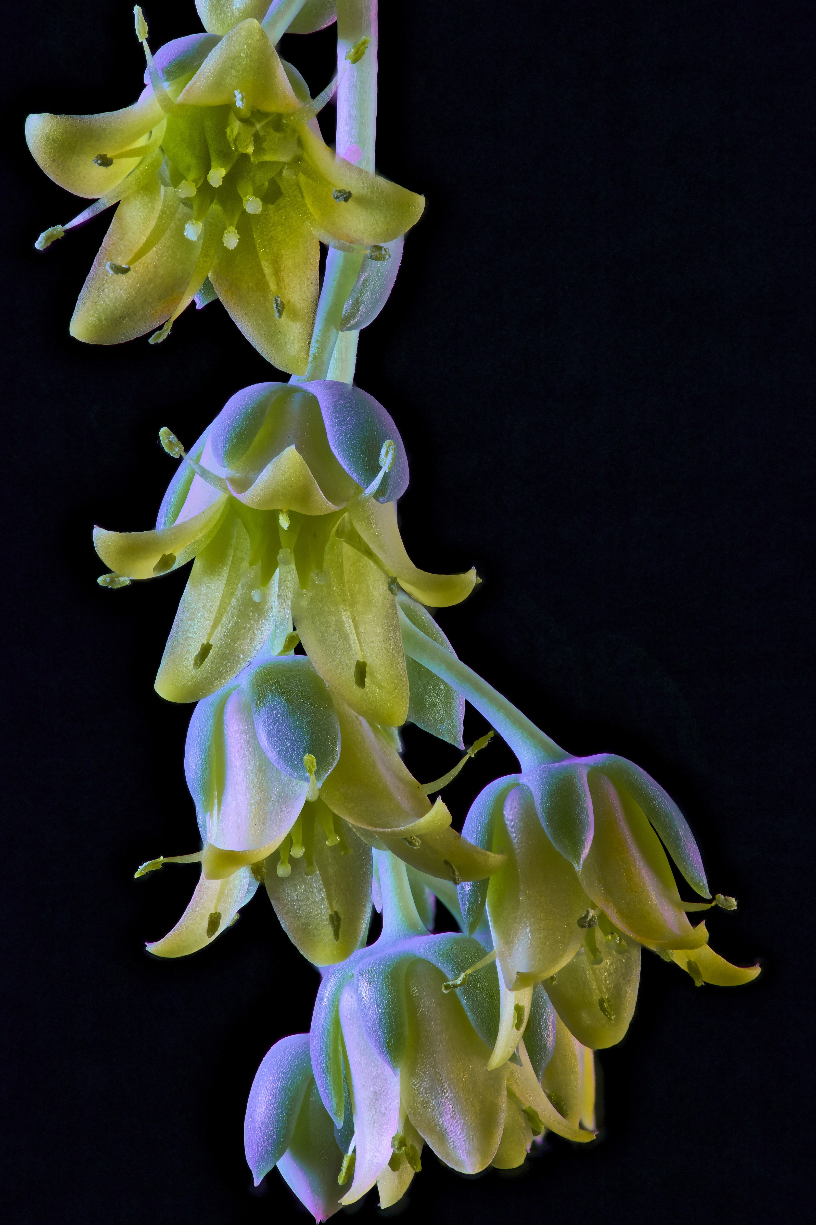Echeveria flowers on black background HD Phone Wallpaper