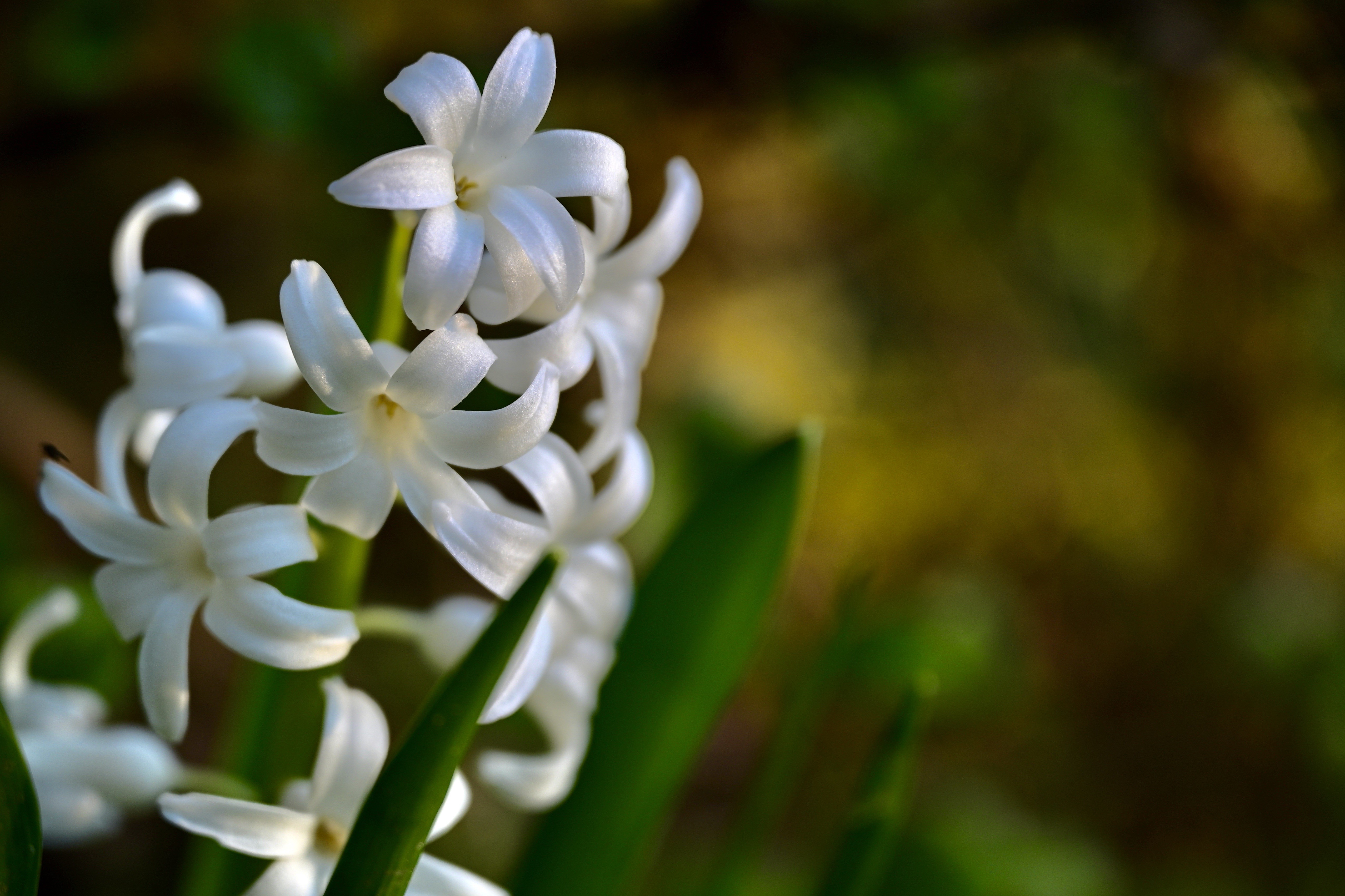 White Hyacinths Closeup with Bokeh HD Wallpaper