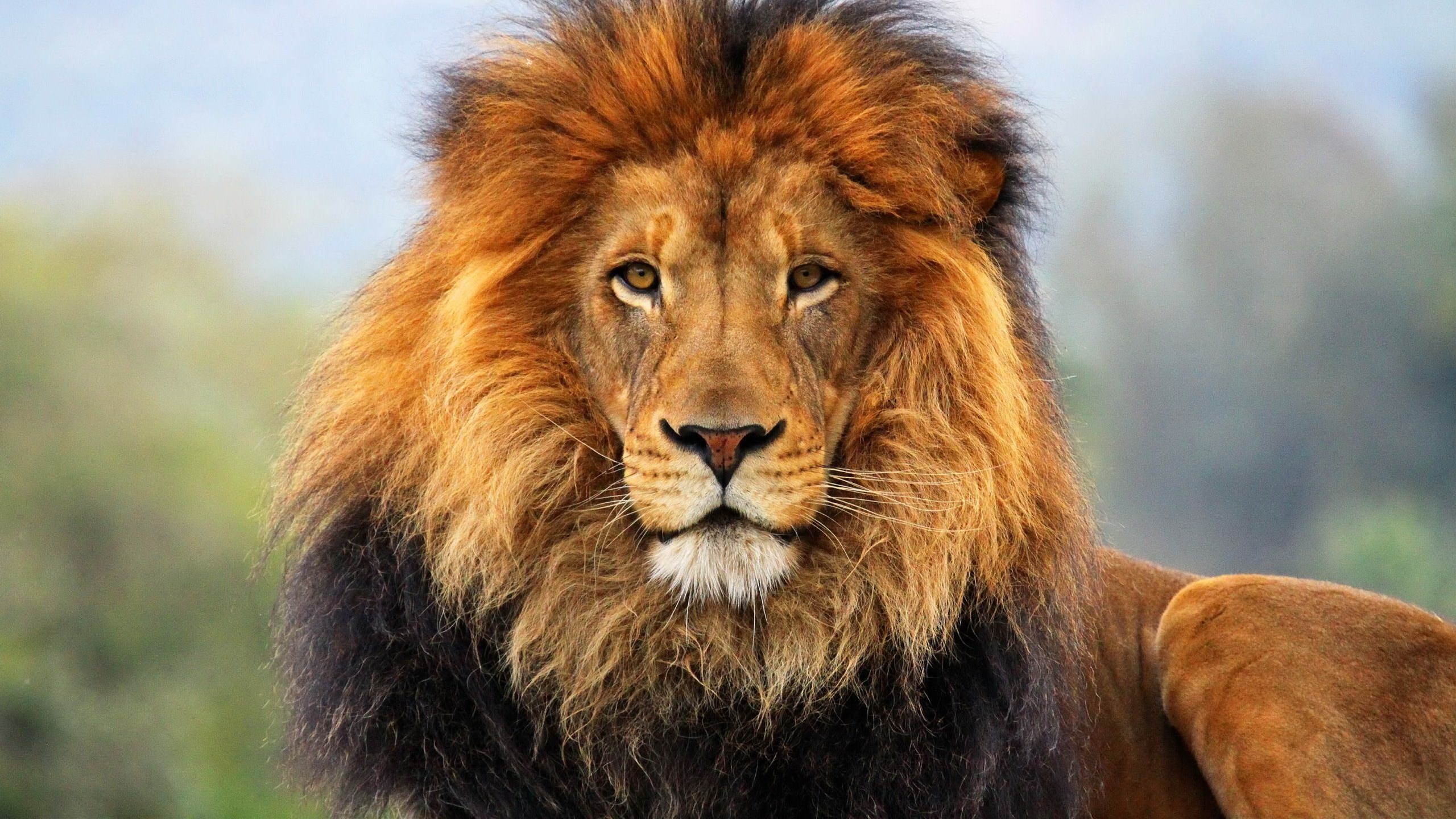 Close-up of a male lion's face HD Wallpaper