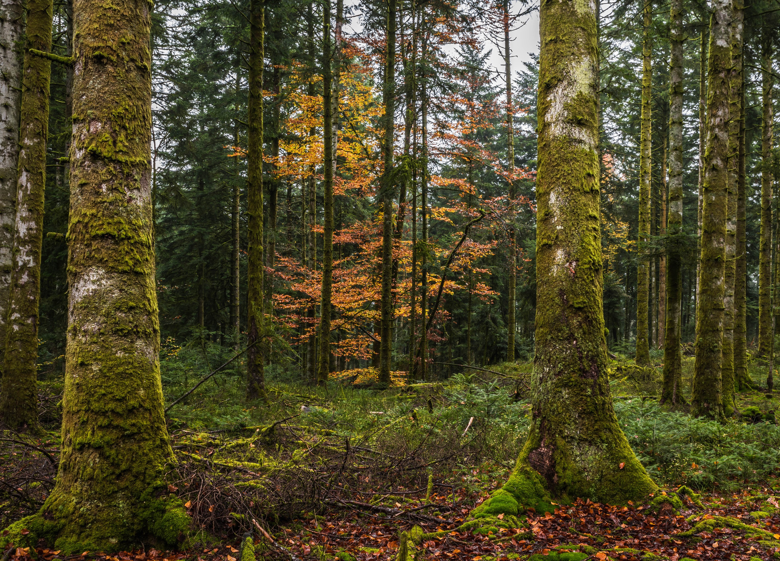 Autumn forest with moss-covered trees and colorful foliage HD Wallpaper