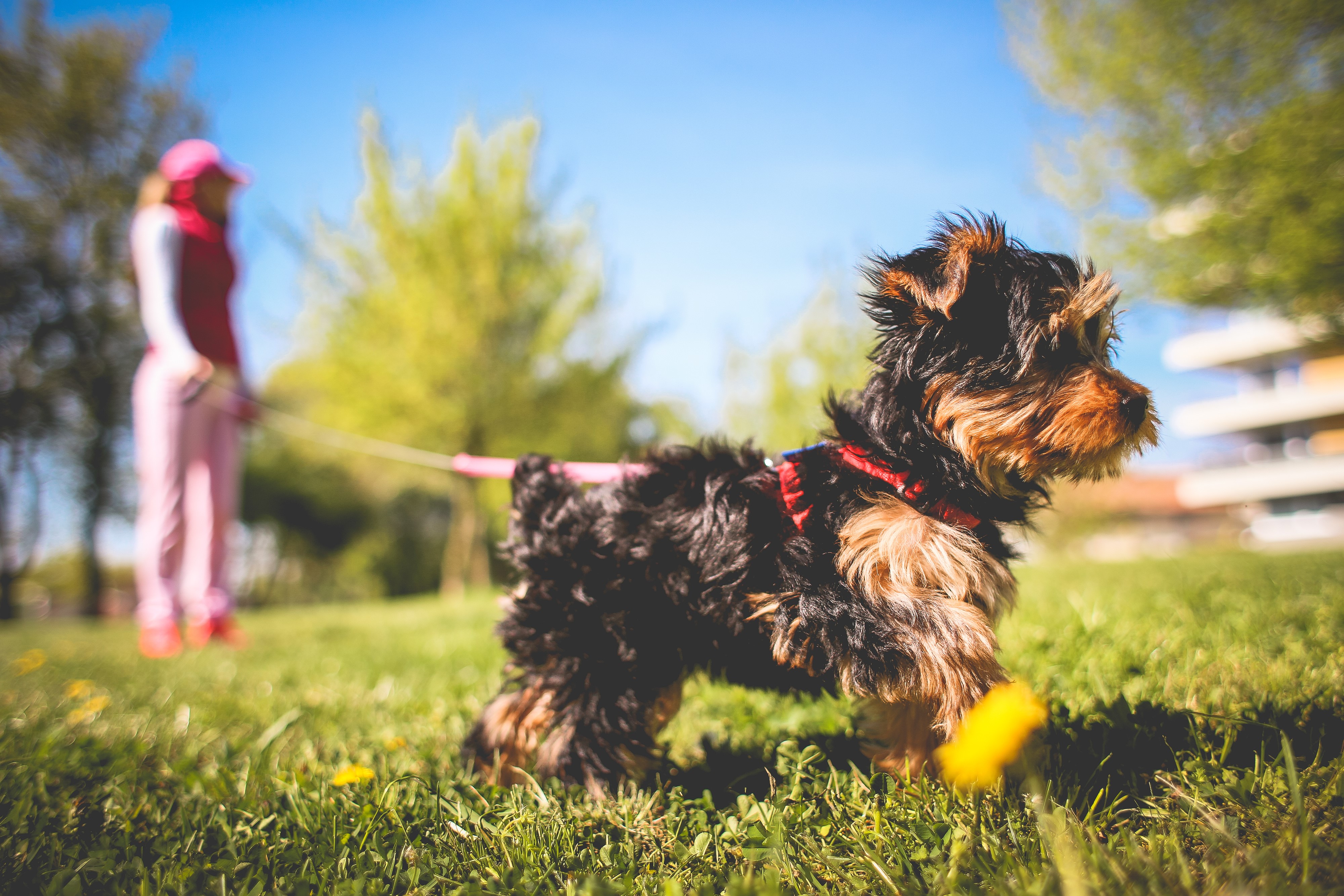 Yorkshire Terrier on a Leash with Person in Park HD Wallpaper