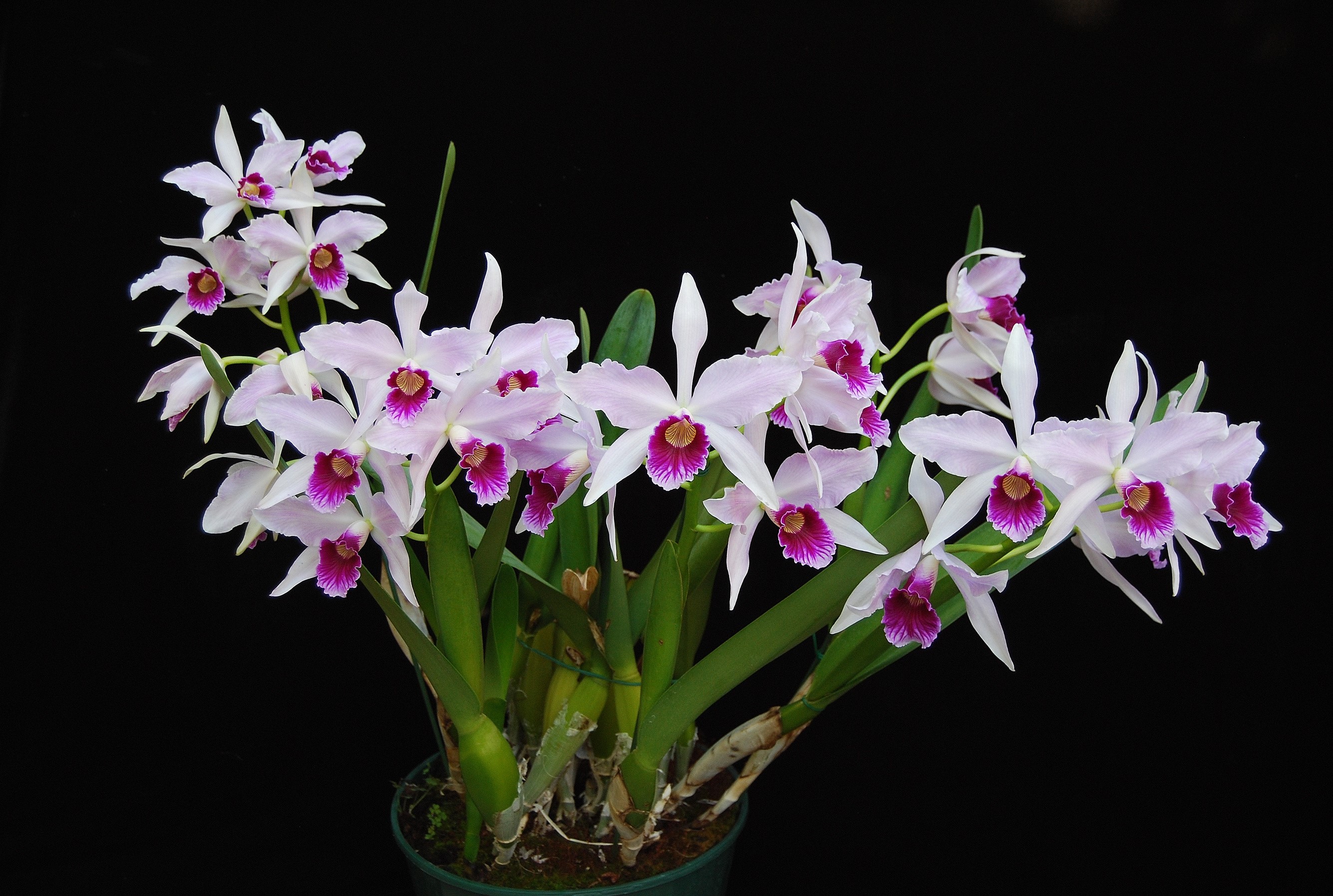Orchid flowers with purple centers on a black background HD Wallpaper