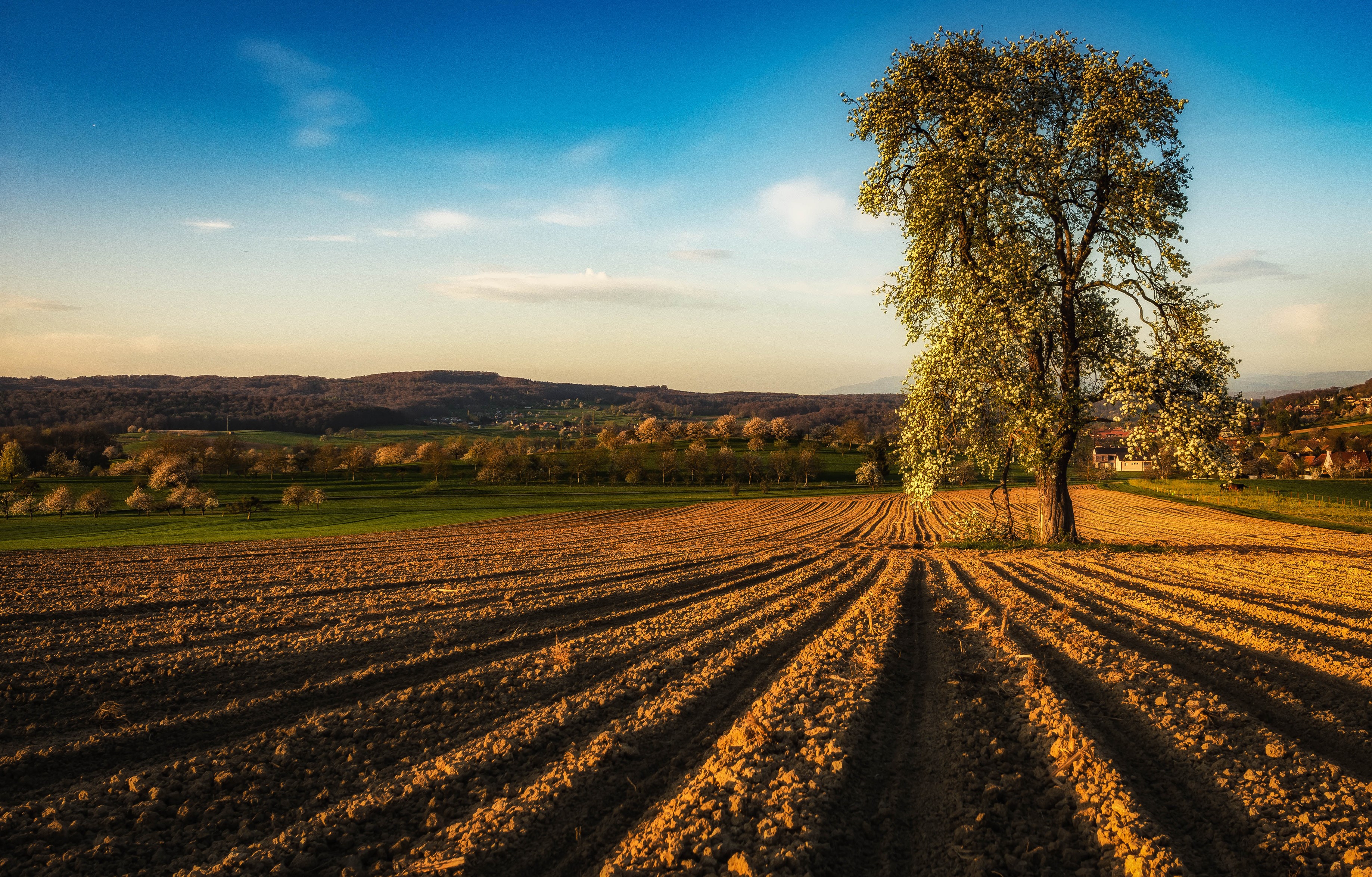 Ploughed field with a tree in bloom in Alsace, France HD Wallpaper