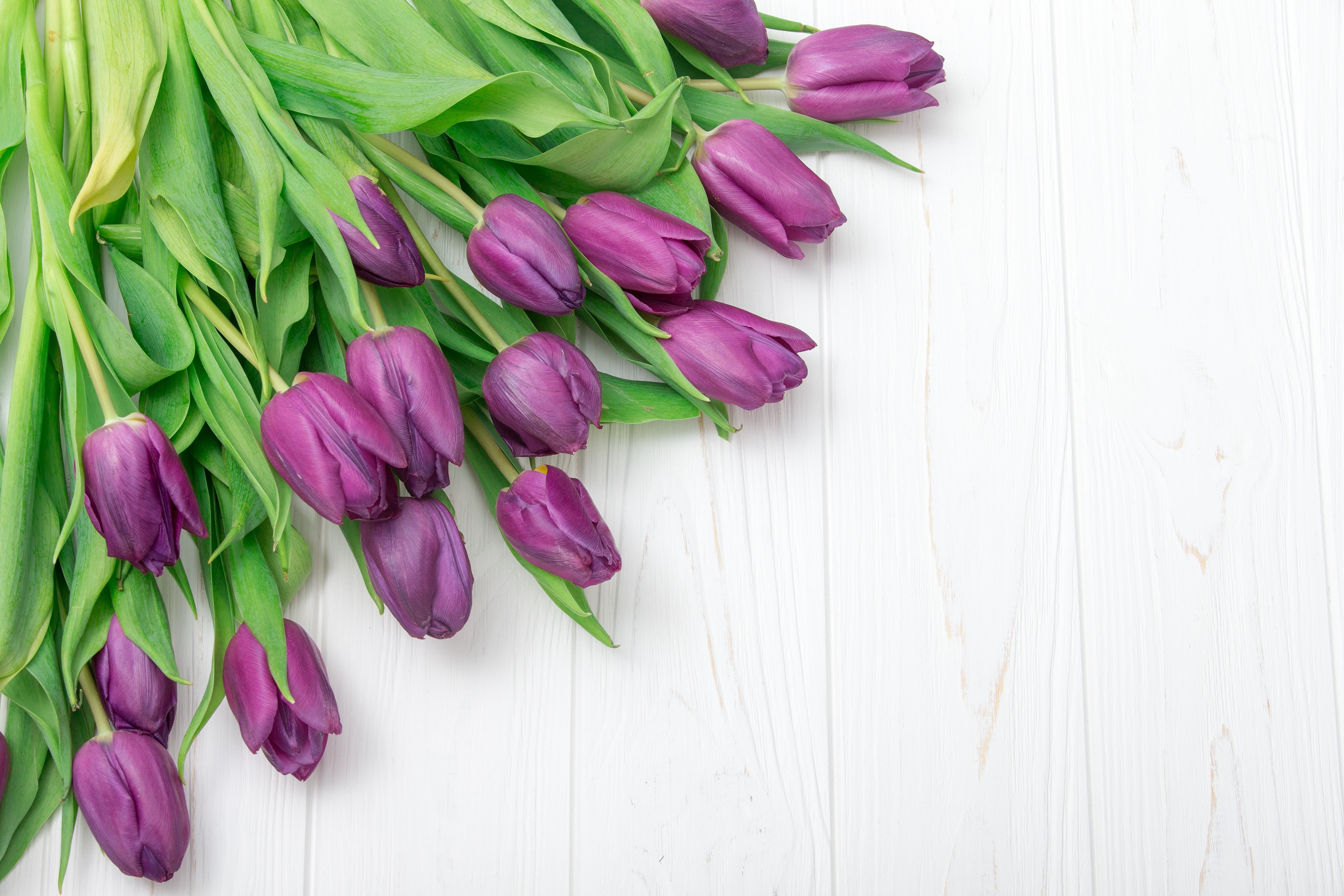 Violet Tulips on White Wooden Background HD Wallpaper