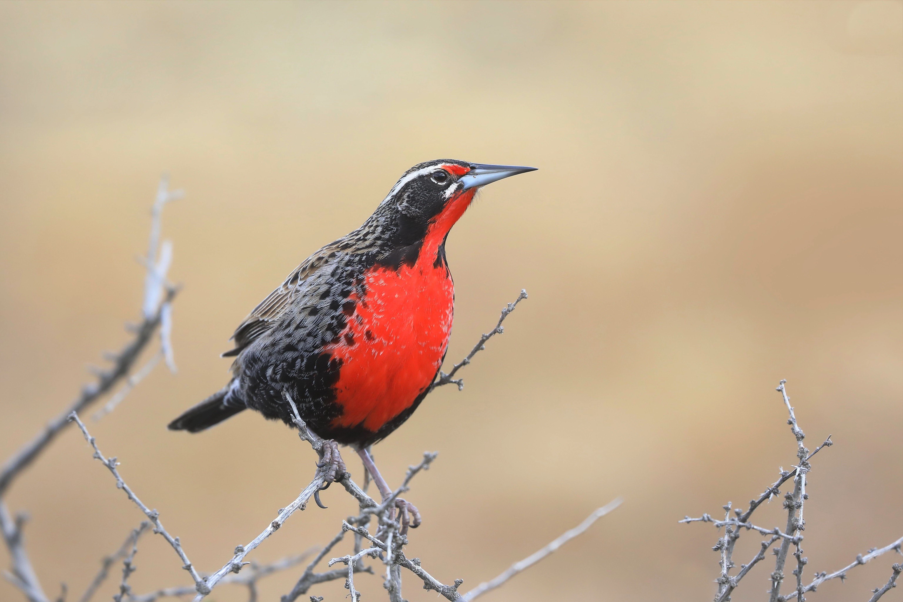 Long-tailed Meadowlark perched on a branch HD Wallpaper