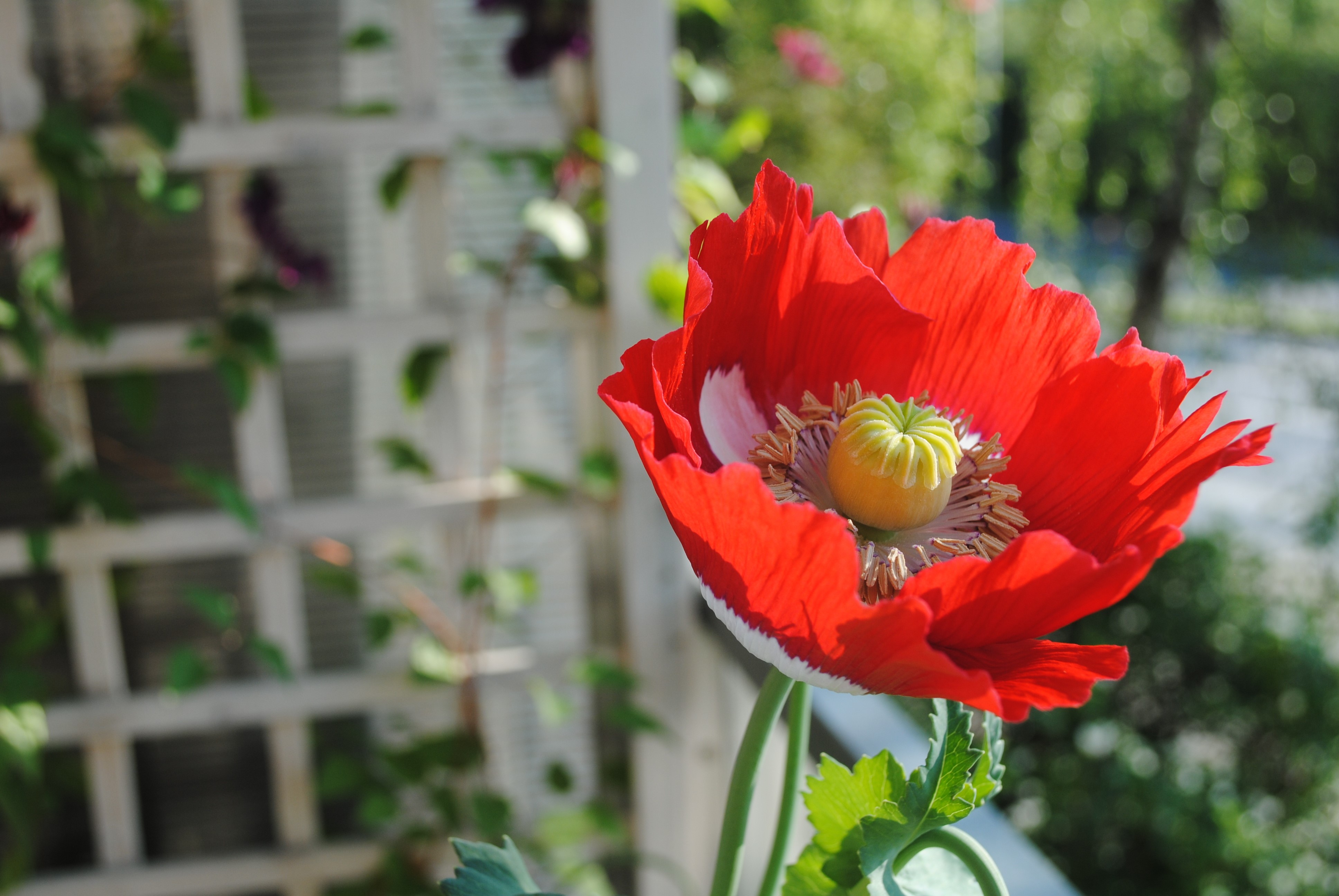 Red Poppy Flower with White Base HD Wallpaper