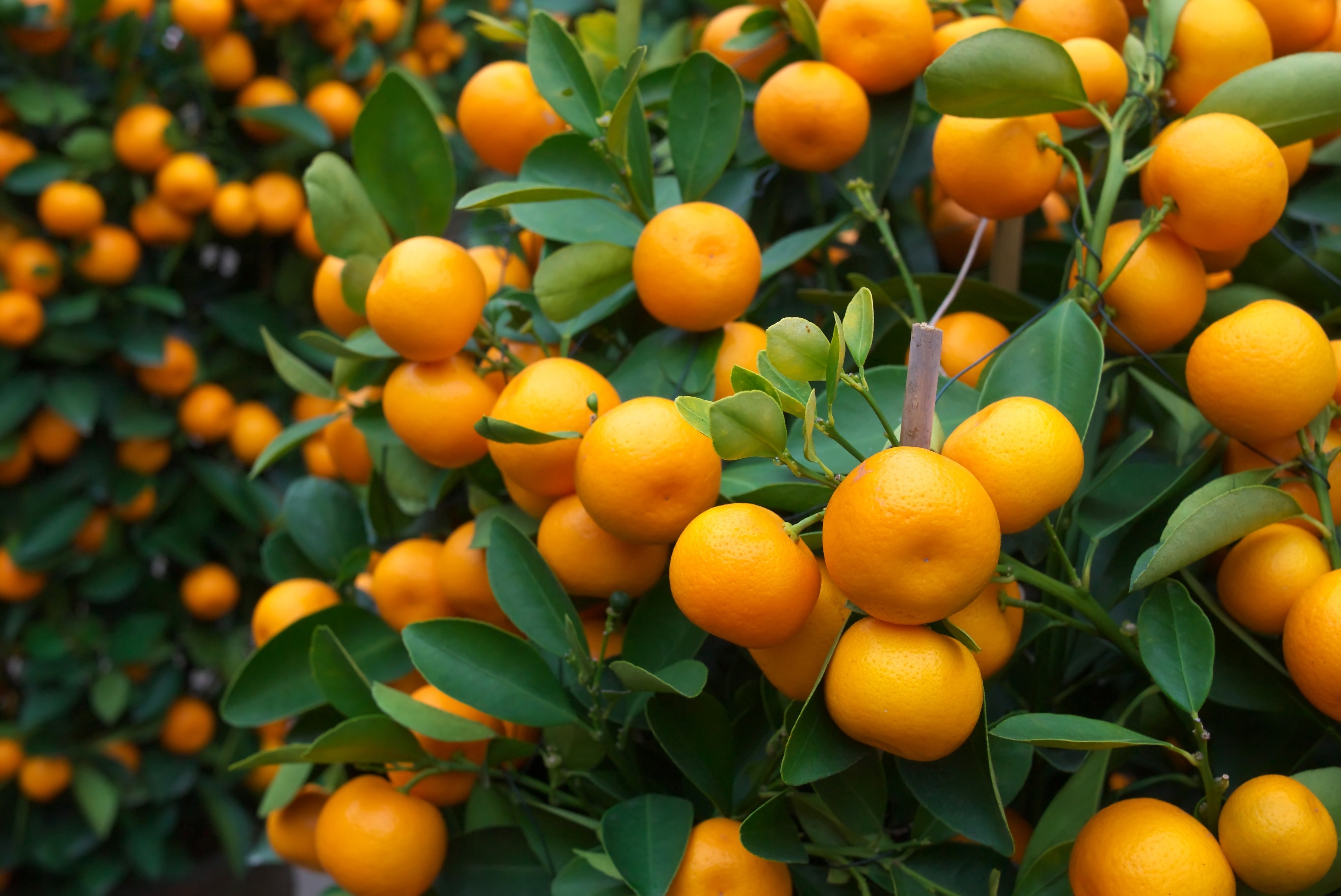 4K Mandarine tree with foliage HD Wallpaper