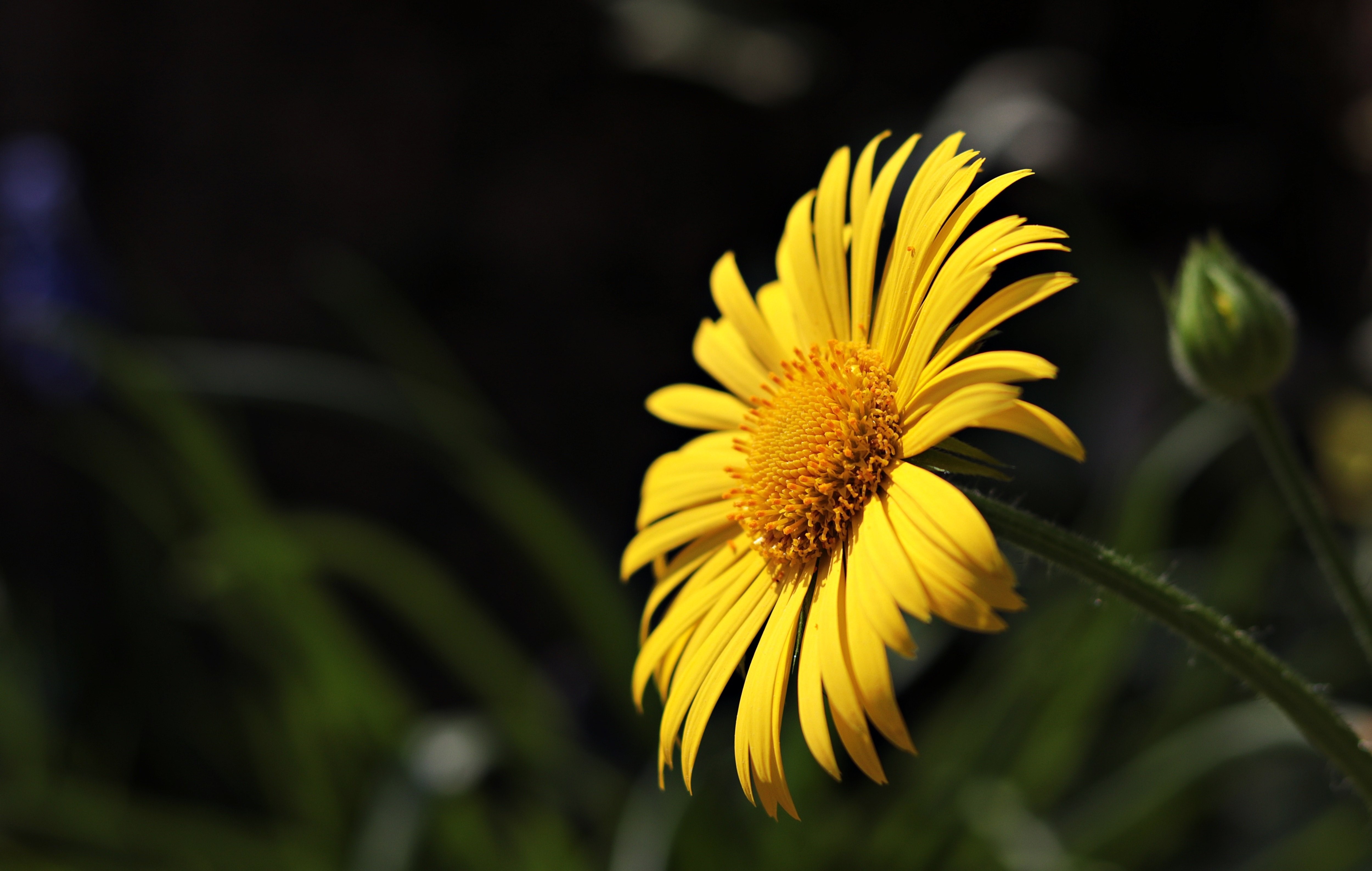 Yellow Marguerite Daisy Flower Closeup HD Wallpaper
