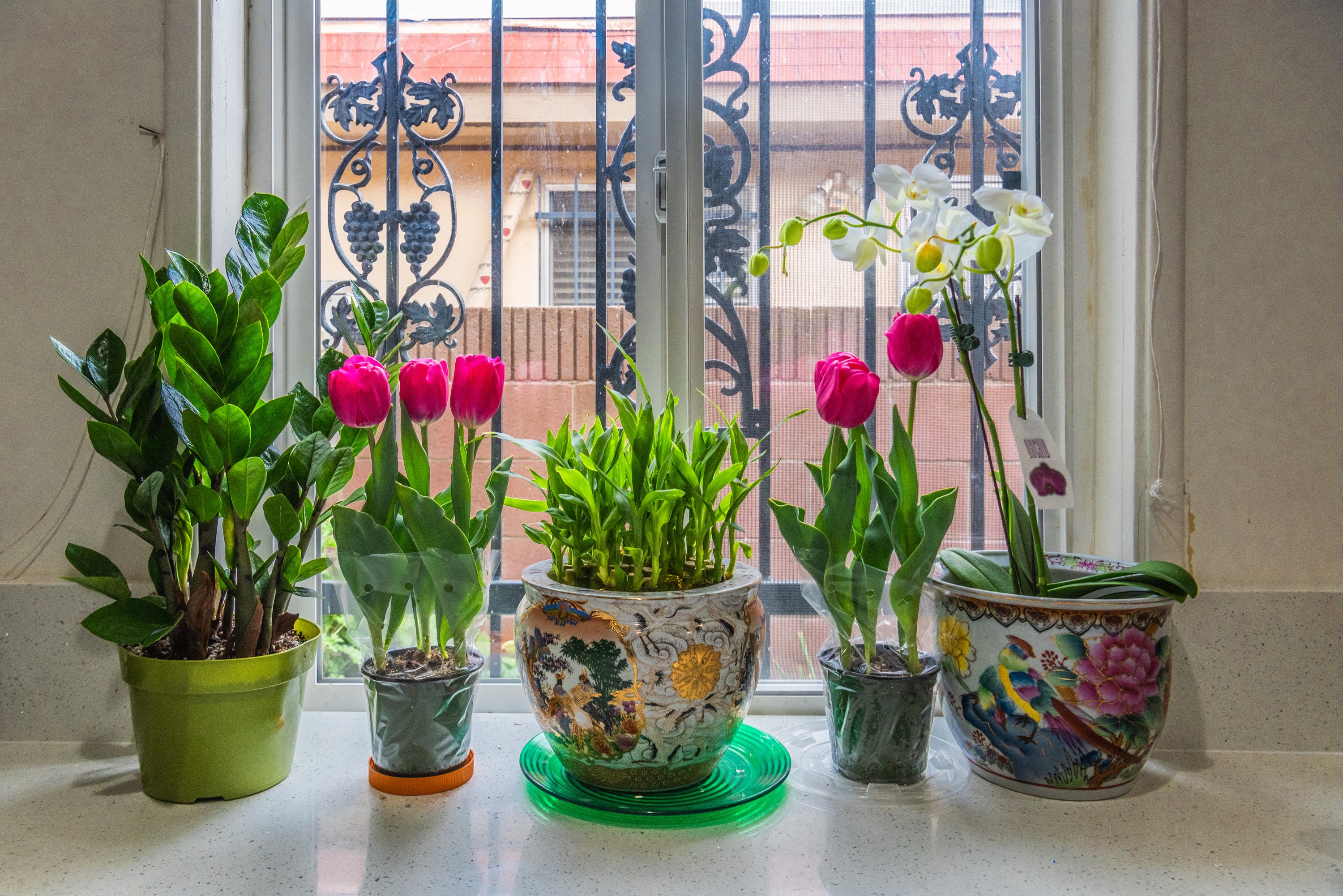 Potted Tulips, Orchid, and Lucky Bamboo by a Window HD Wallpaper
