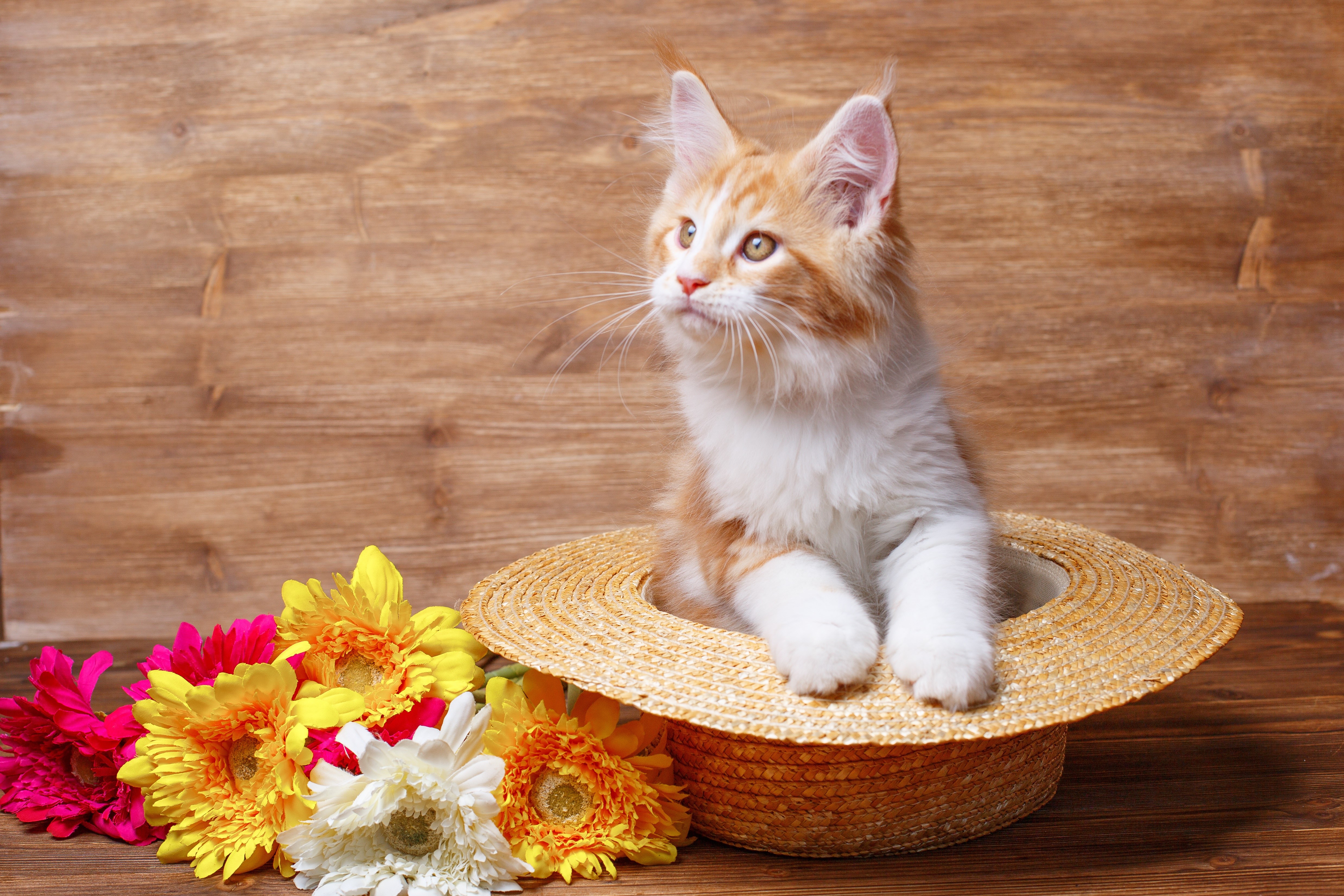 4K Maine Coon Kitten in Hat with Flowers HD Wallpaper