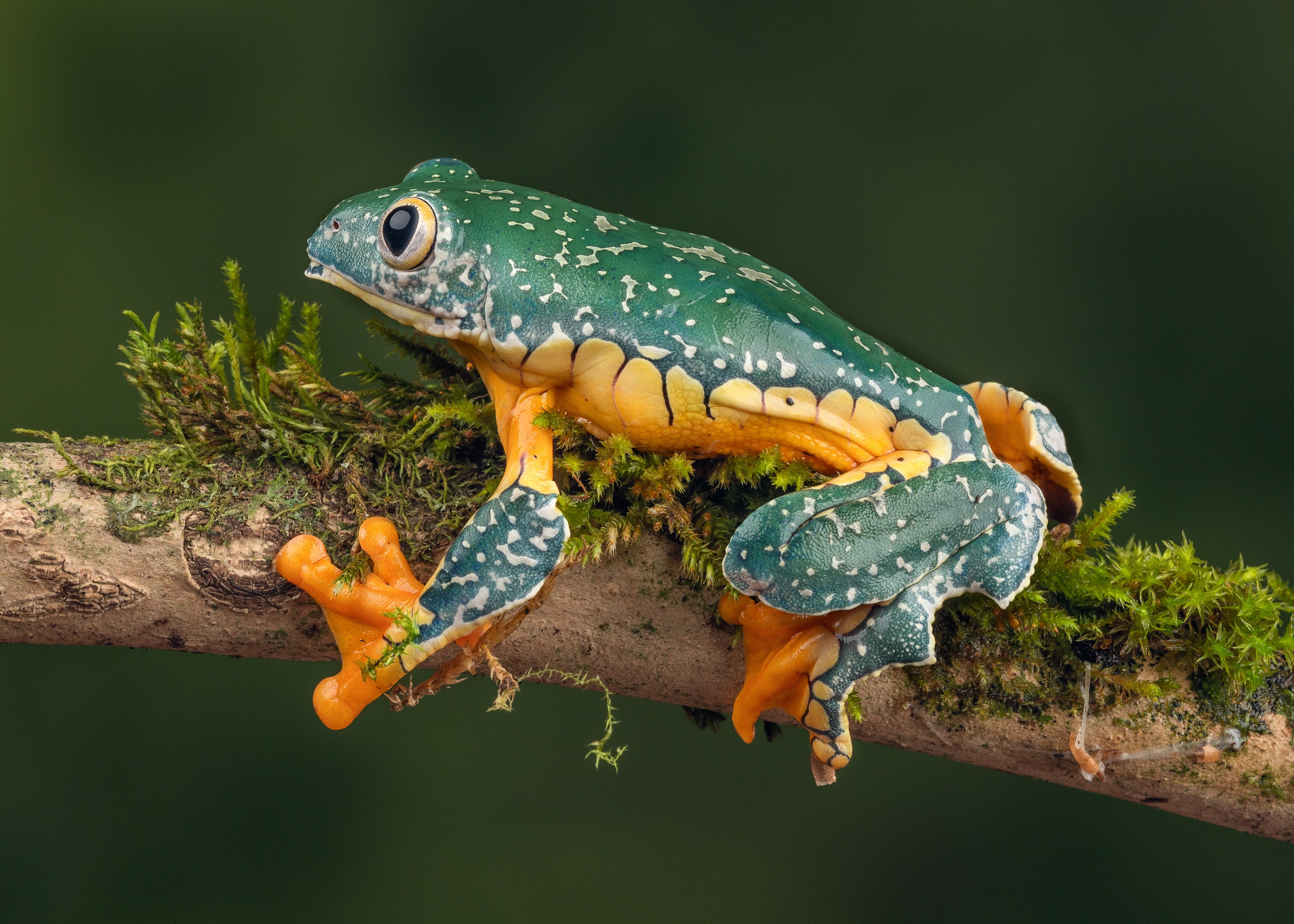 4K Fringed Leaf Frog on Branch HD Wallpaper