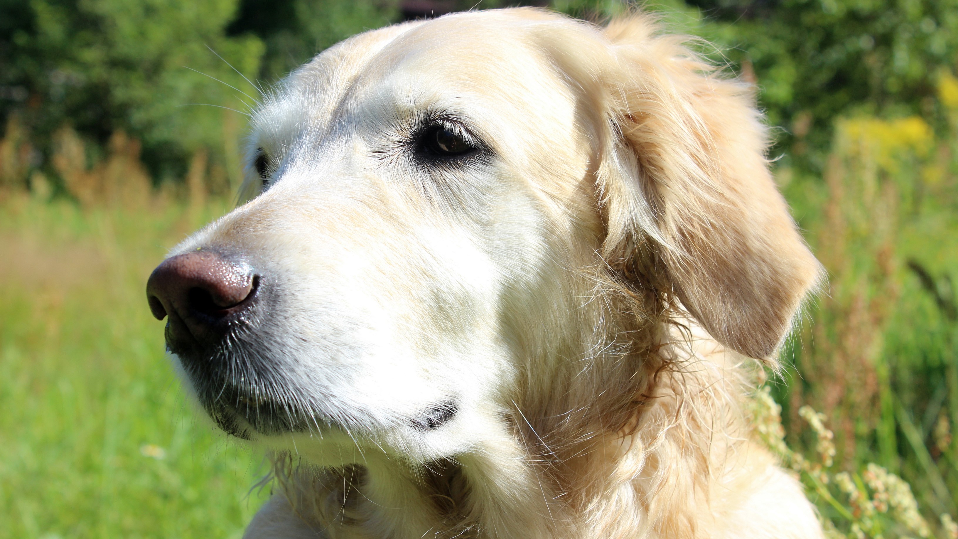 Golden Retriever dog in a field HD Wallpaper