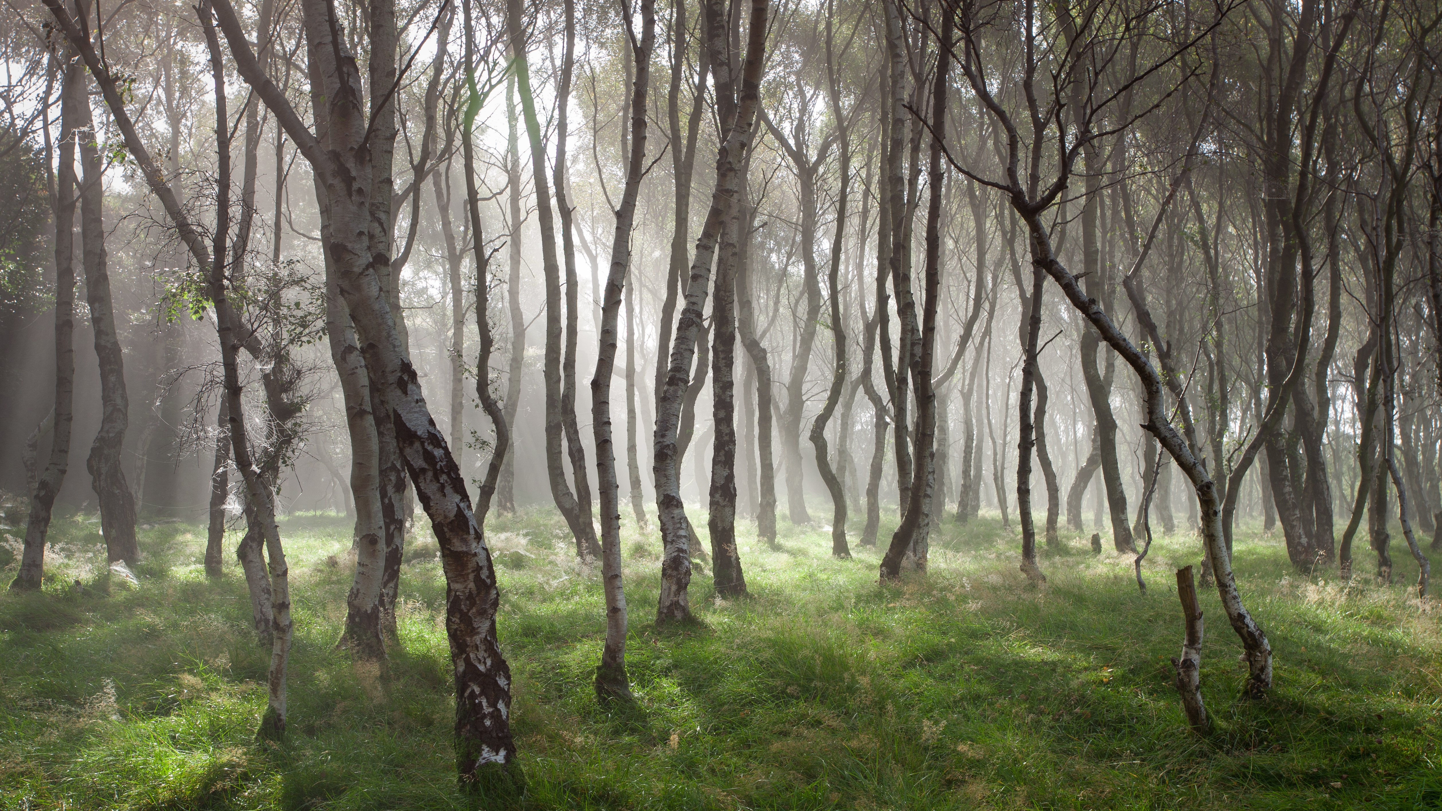 Misty forest with tall trees and green grass HD Wallpaper