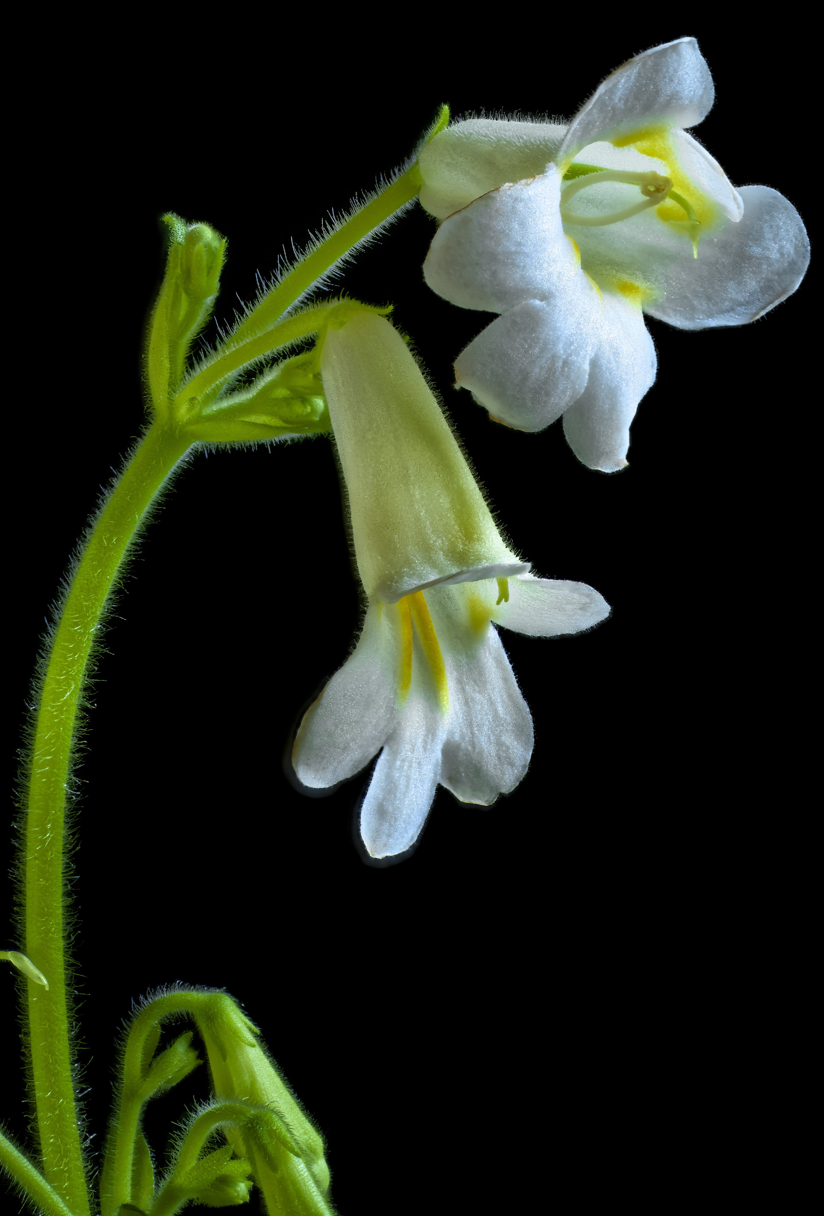 White Streptocarpus flowers on black background HD Phone Wallpaper