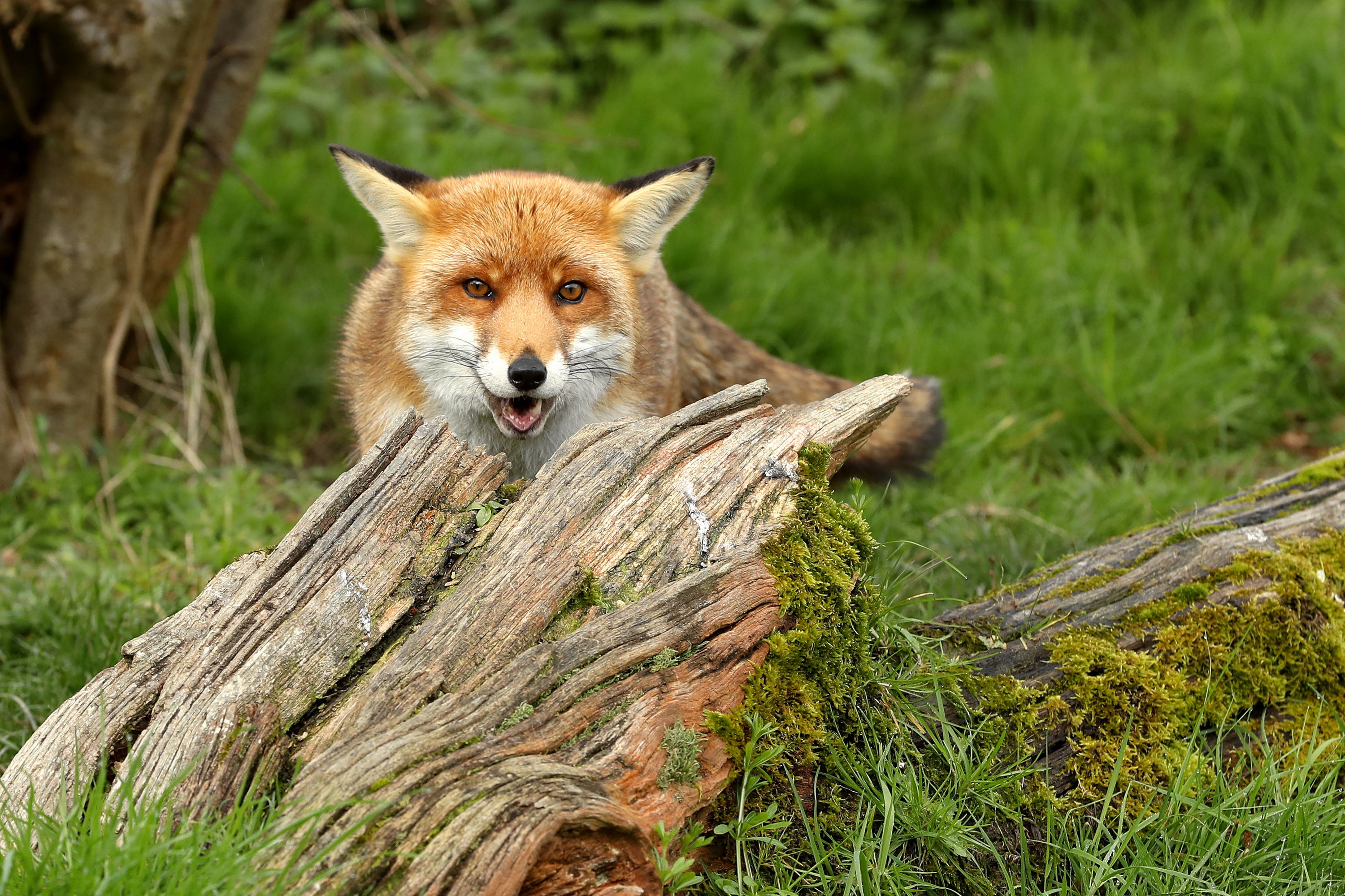 Red fox peeking over a mossy log HD Wallpaper
