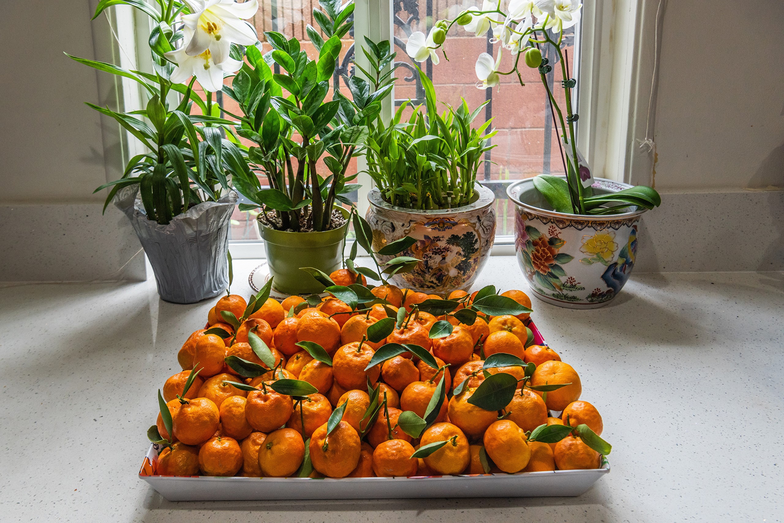 Orchids and tangerines on a windowsill HD Wallpaper