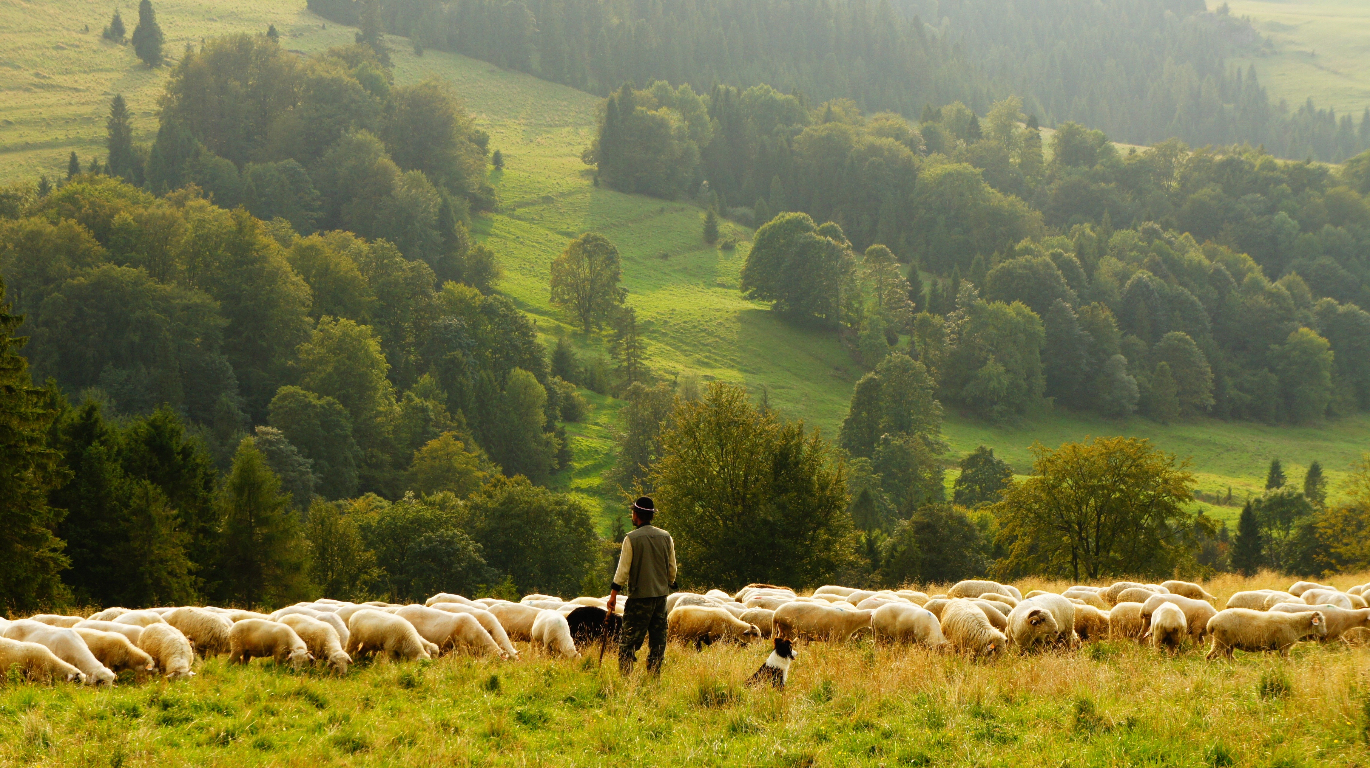 4K Sheep Herd in Grasslands HD Wallpaper